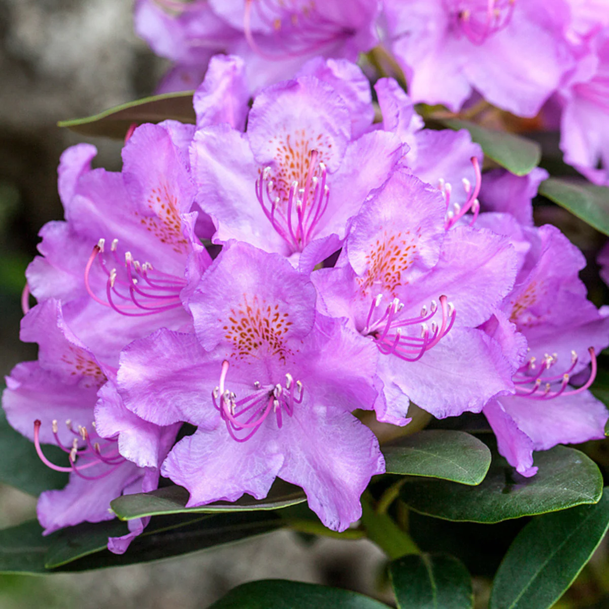 Rhododendron 'Alfred' - Image 2