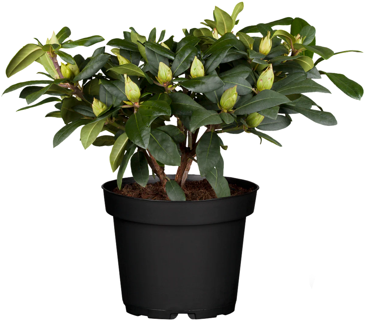Rhododendron 'Alfred' - Image 3