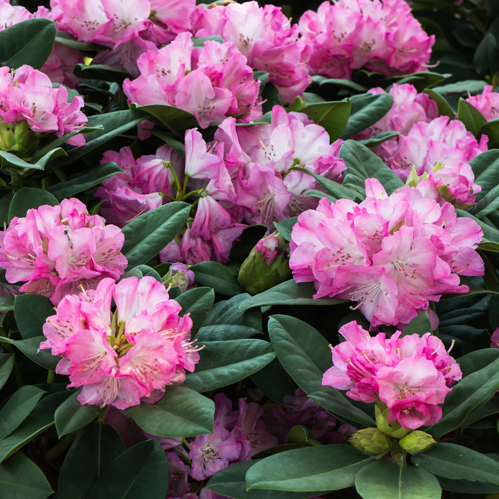 Rhododendron 'Blurettia'