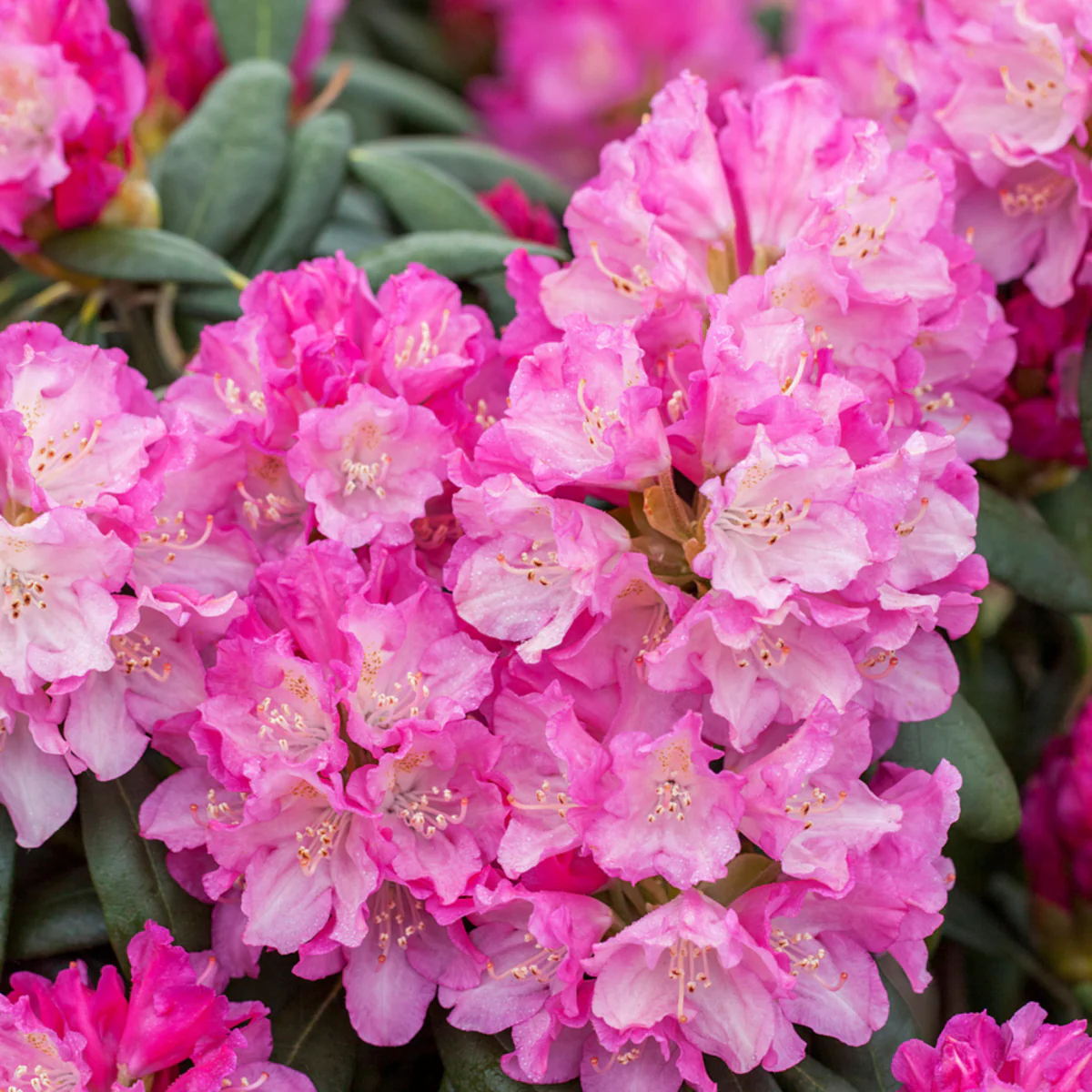 Rhododendron 'Blurettia' - Image 2