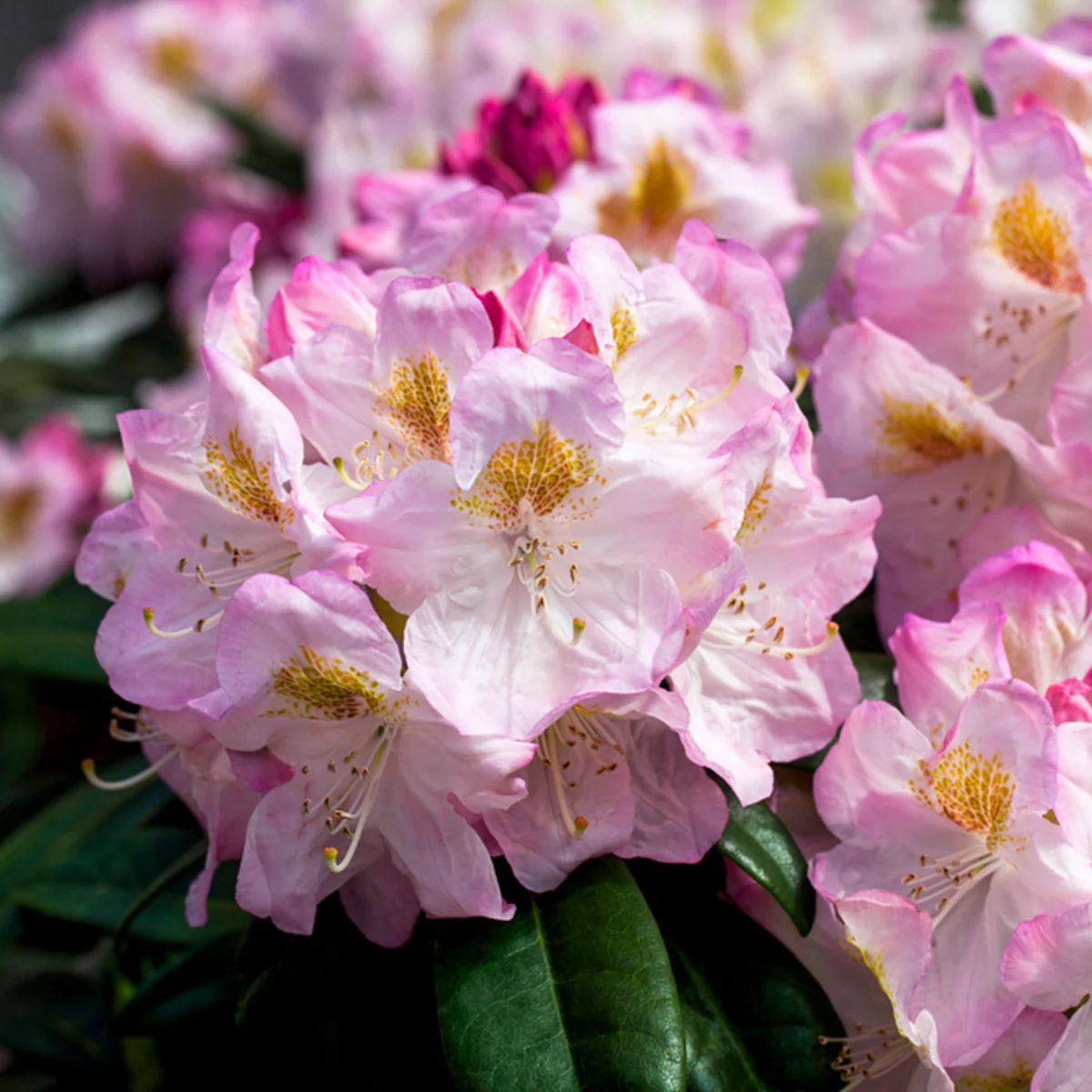Rhododendron 'Brigitte'