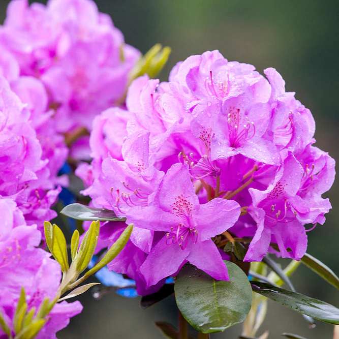 Rhododendron 'Catawbiense Grandiflorum'