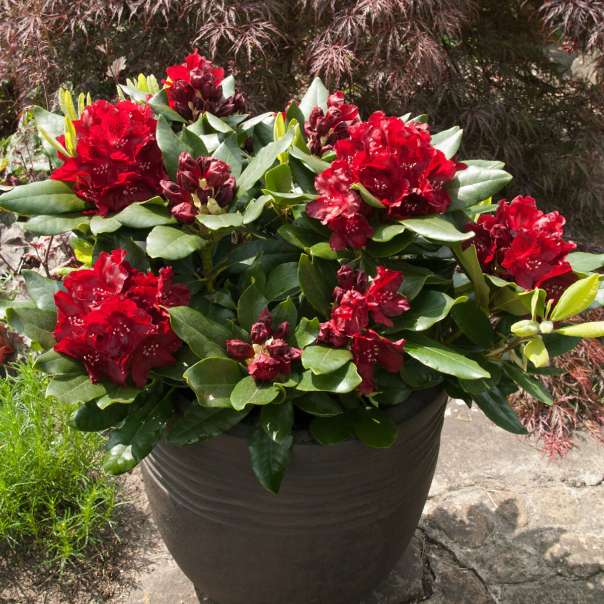 Rhododendron 'Cherry Kiss®' - Image 2