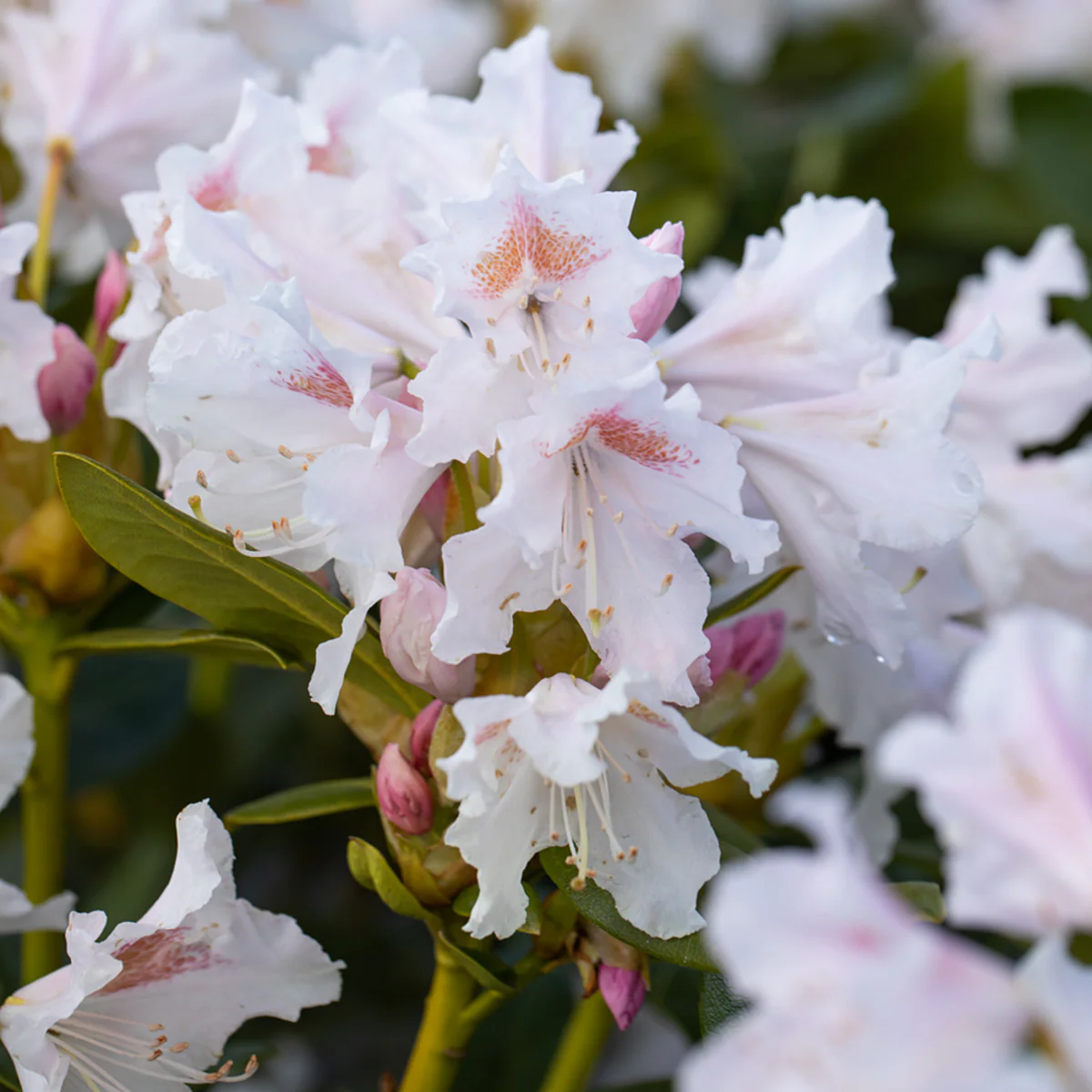 Rhododendron 'Cunninghams White' - Image 5