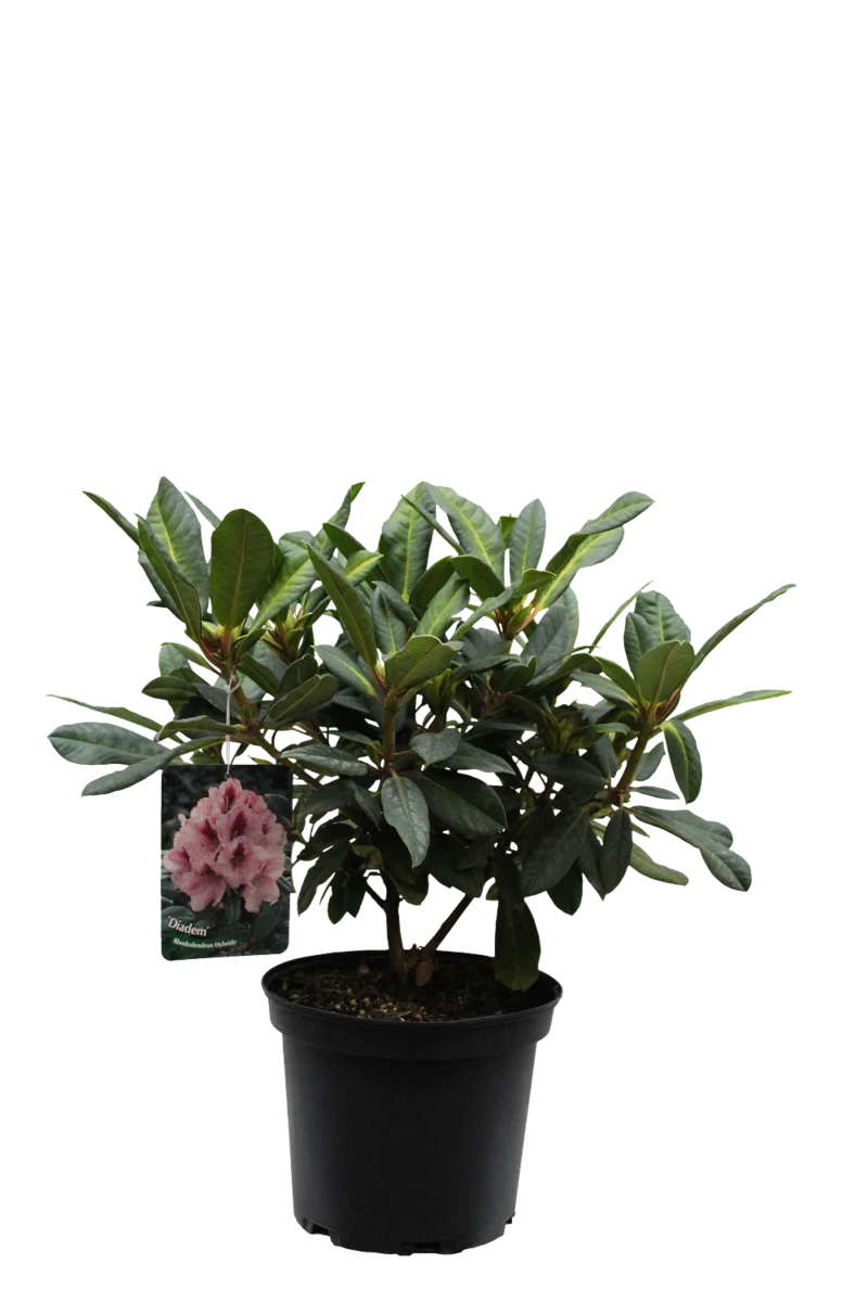 Rhododendron 'Diadem' - Image 3