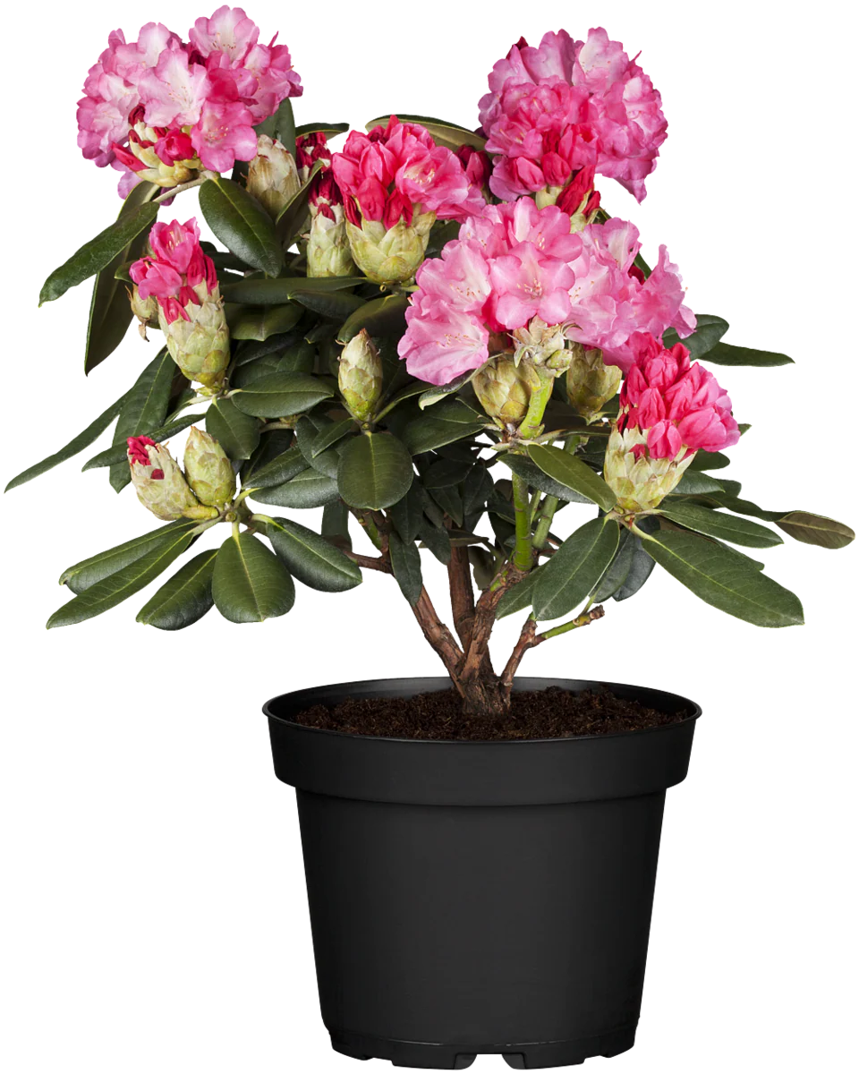 Rhododendron 'Fantastica' - Image 2