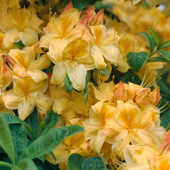 Rhododendron 'Golden Sunset' - Image 2