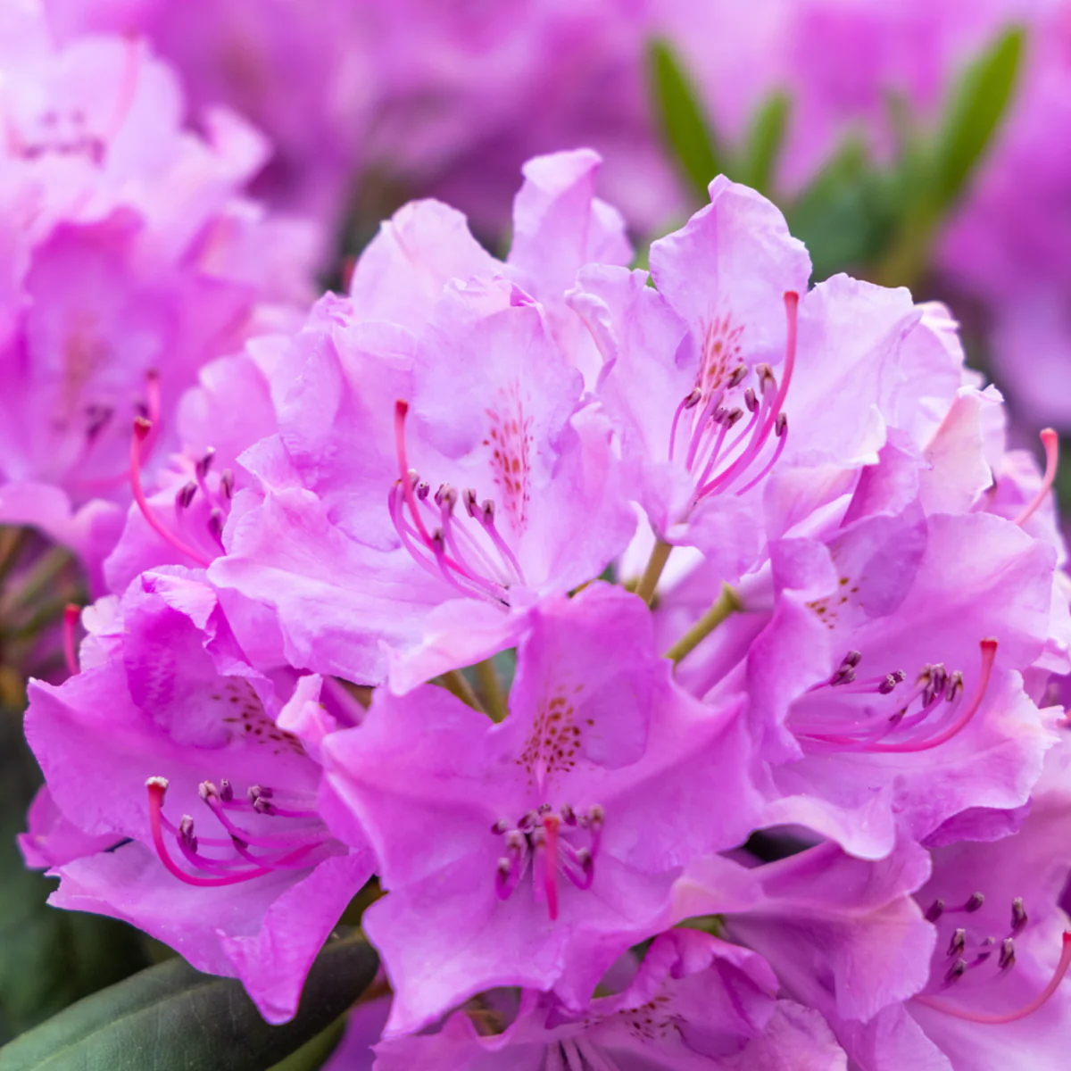 Rhododendron 'Goldflimmer'