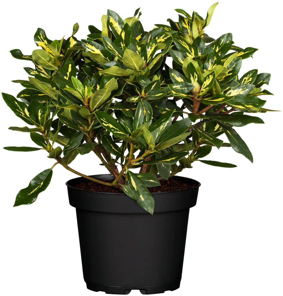 Rhododendron 'Goldflimmer' - Image 3