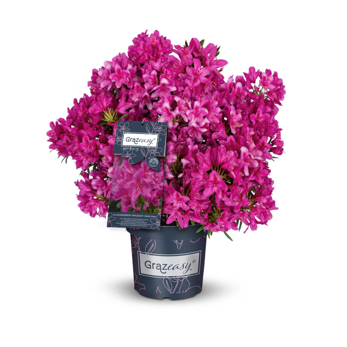 Rhododendron 'Grazeasy®' - Image 2