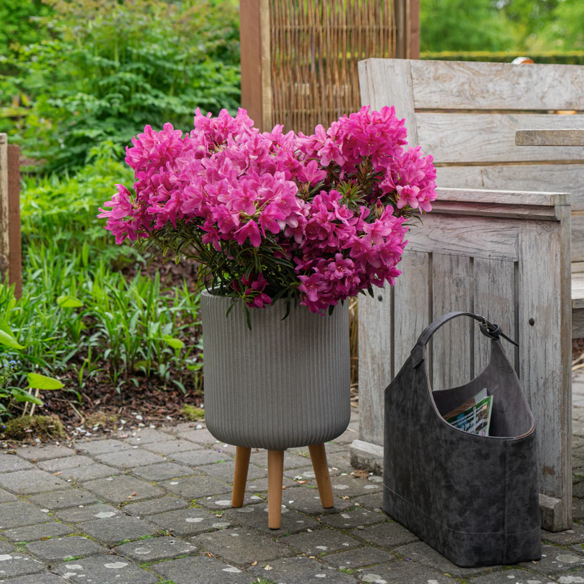 Rhododendron 'Grazeasy®' - Image 3