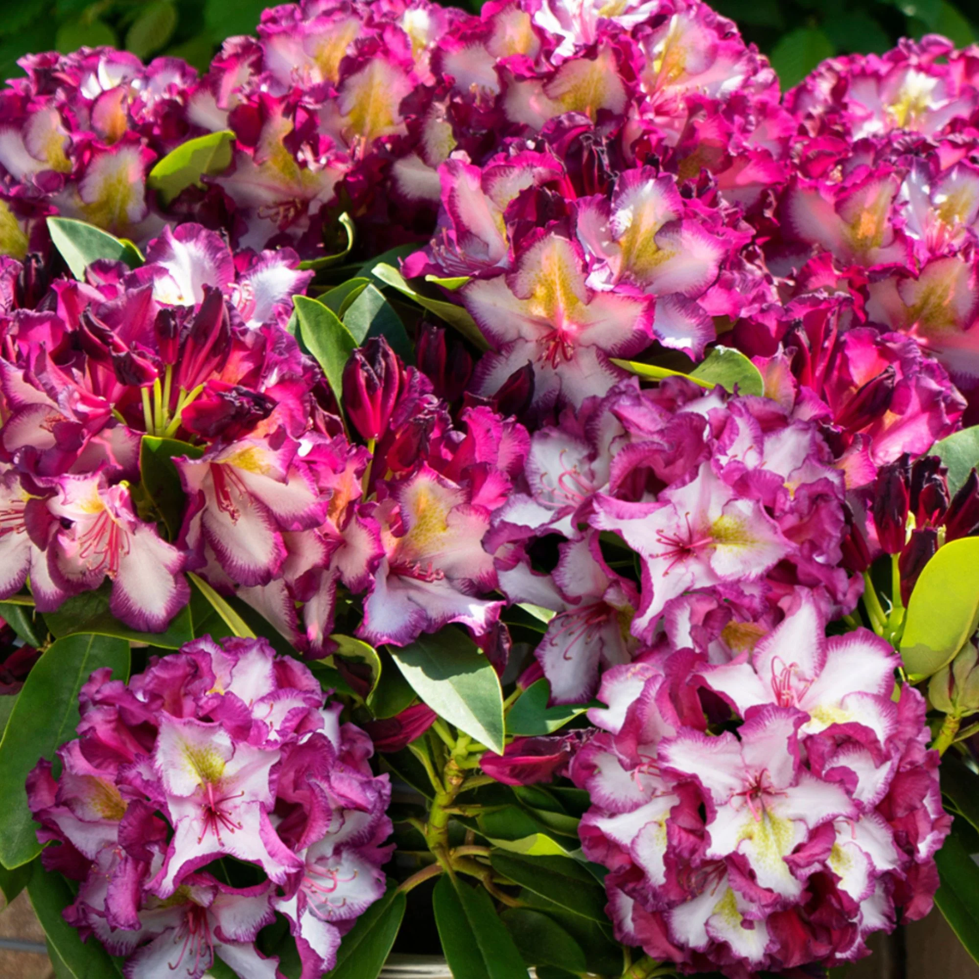 Rhododendron 'Happydendron® Pushy Purple®'