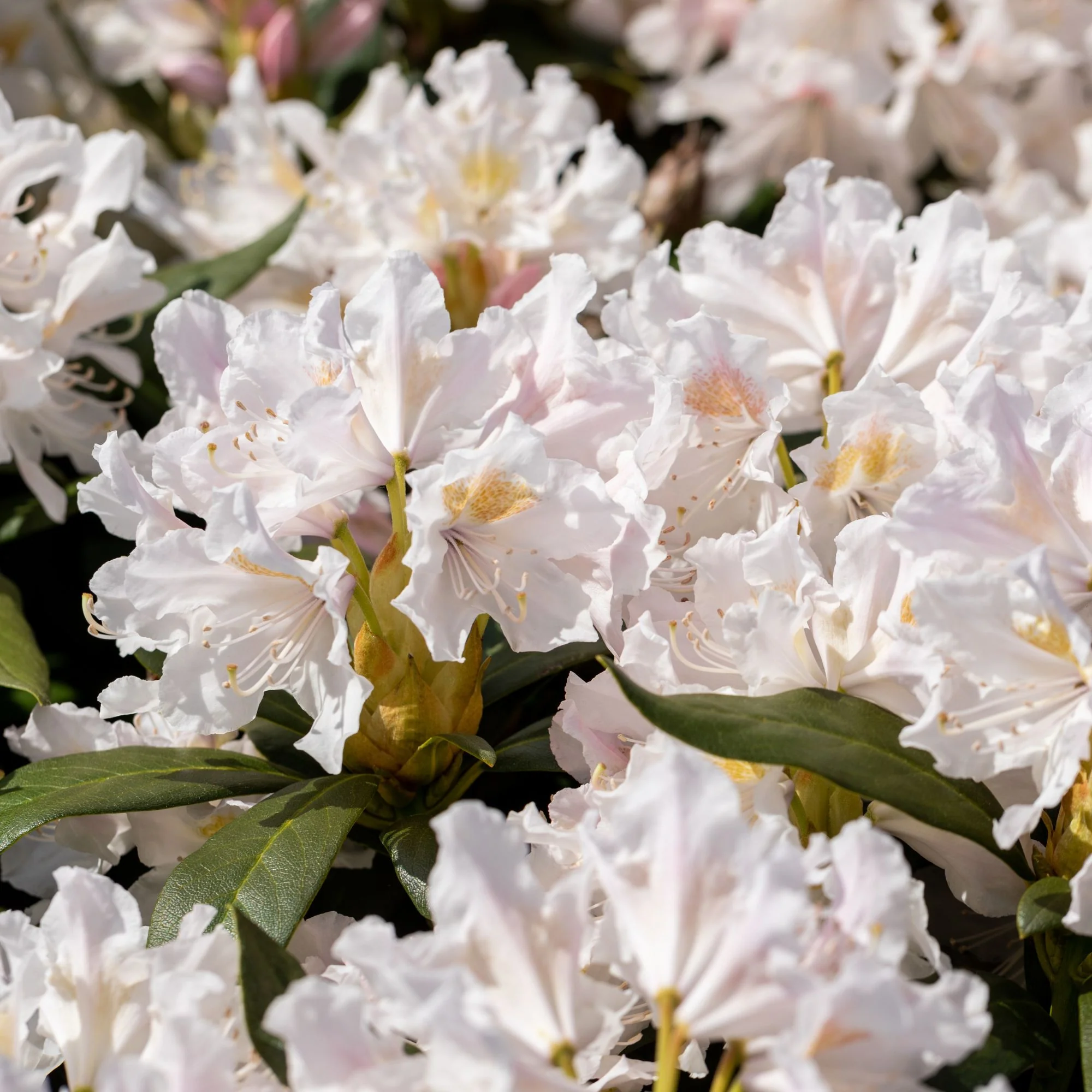 Rhododendron - Image 3