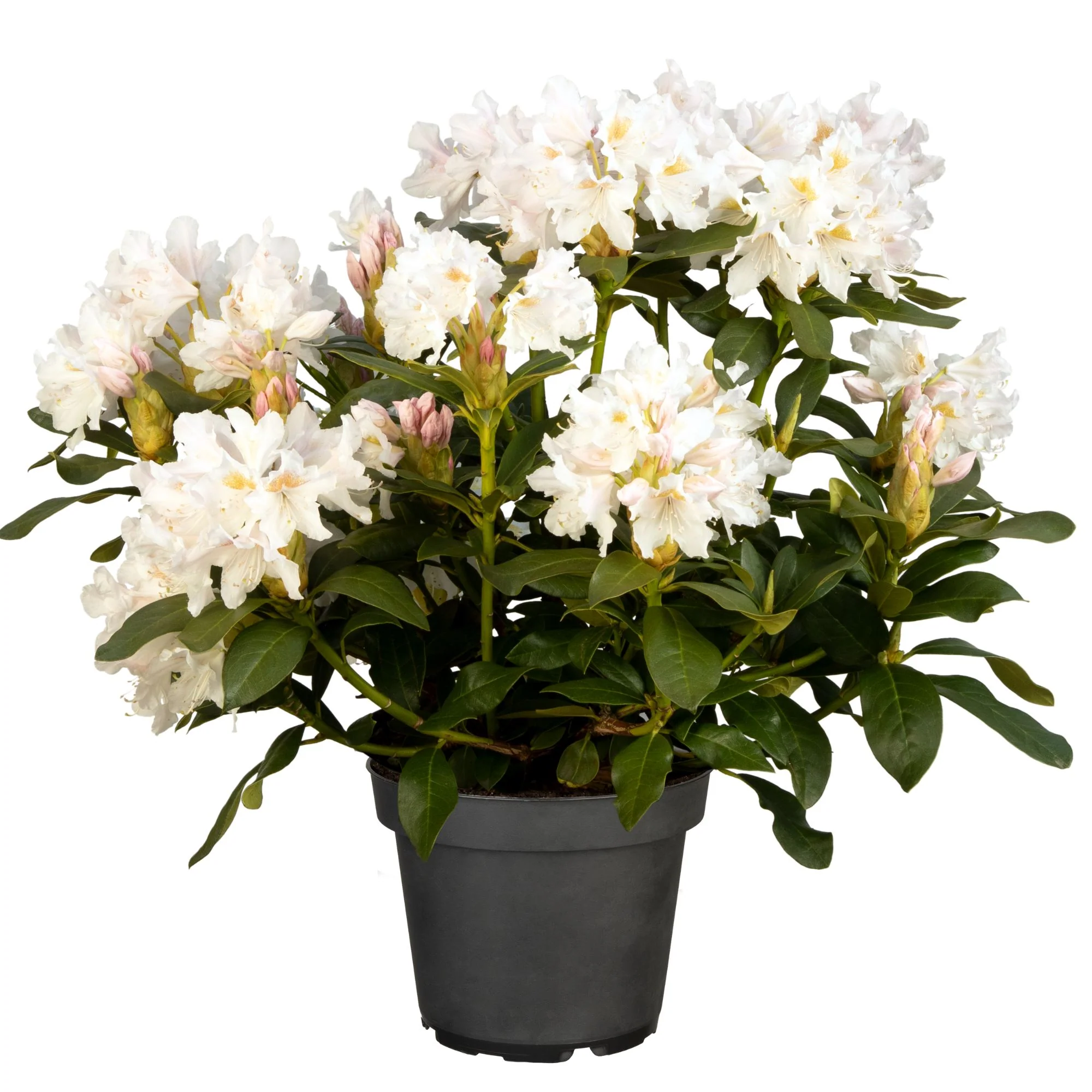 Rhododendron - Image 4