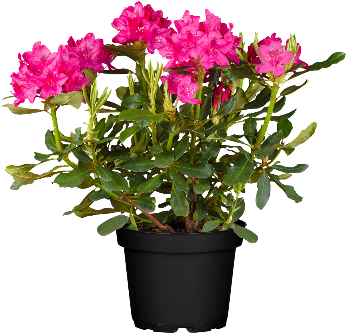 Rhododendron 'Nova Zembla' - Image 2