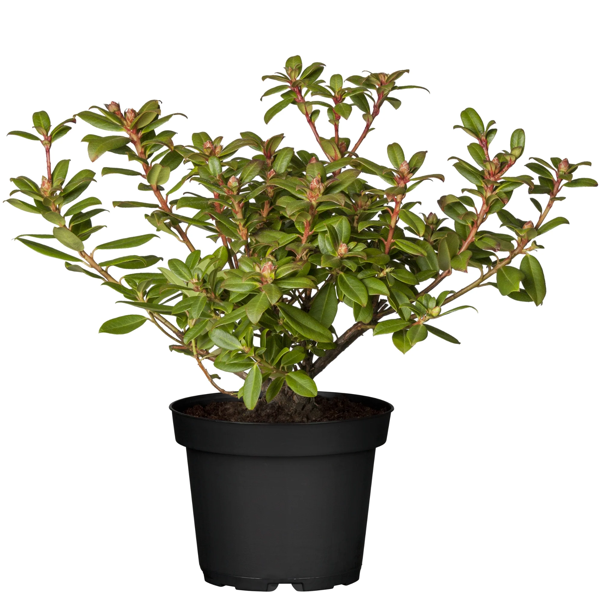 Rhododendron 'Princess Anne' - Image 2