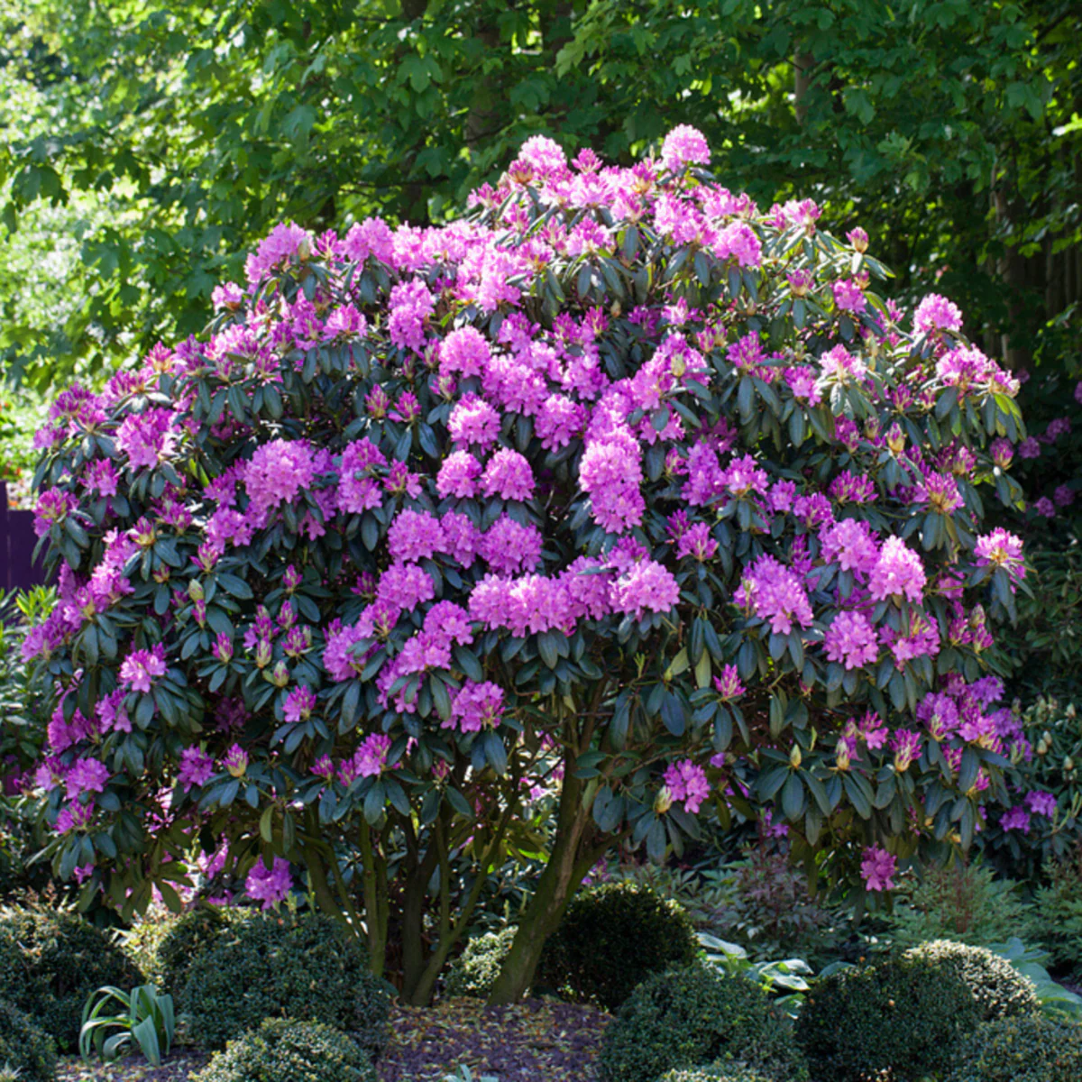 Rhododendron 'Roseum Elegans' - Image 3