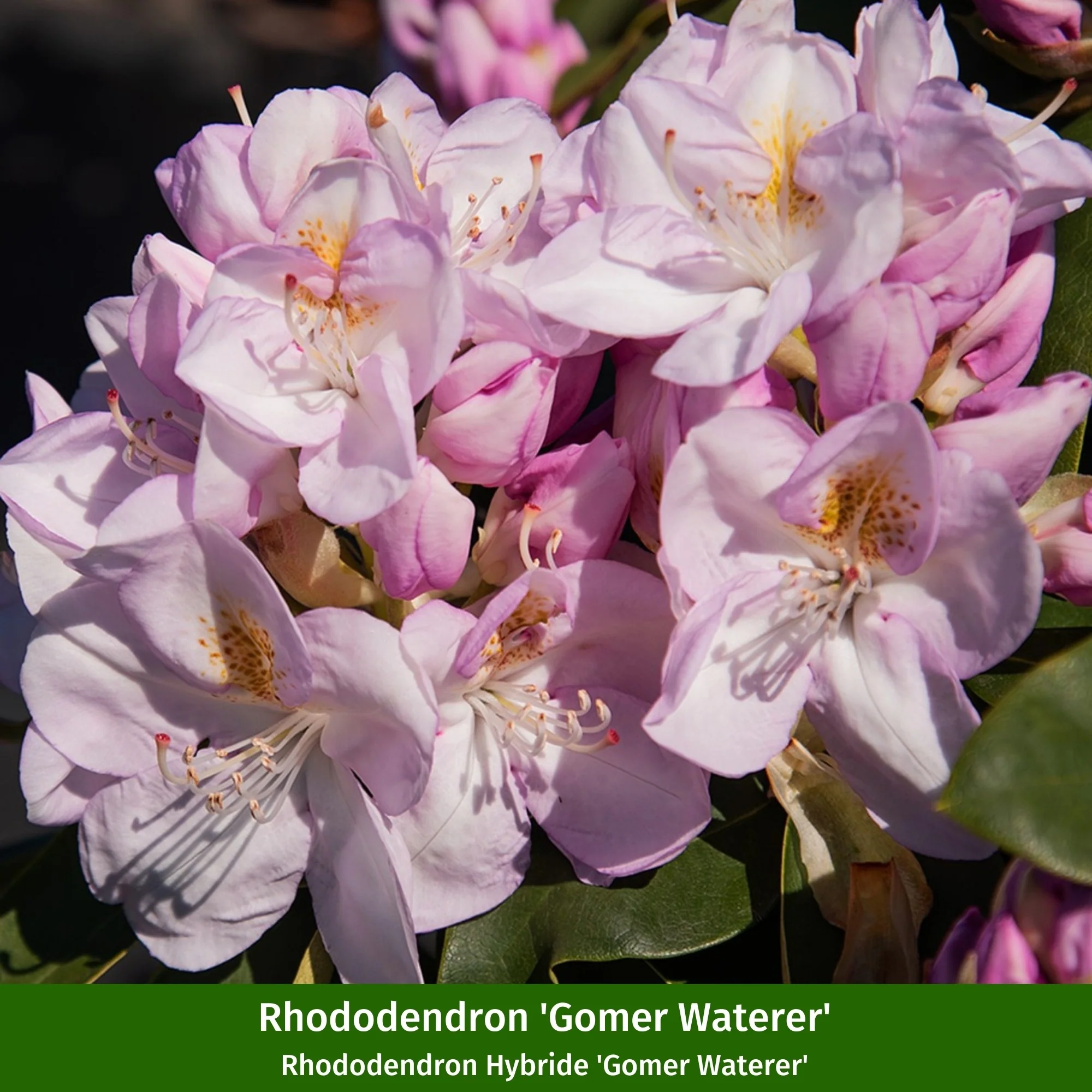 Rhododendronbeet "Blütenstarke Rhododendren für halbschattige Gärten" - Image 8