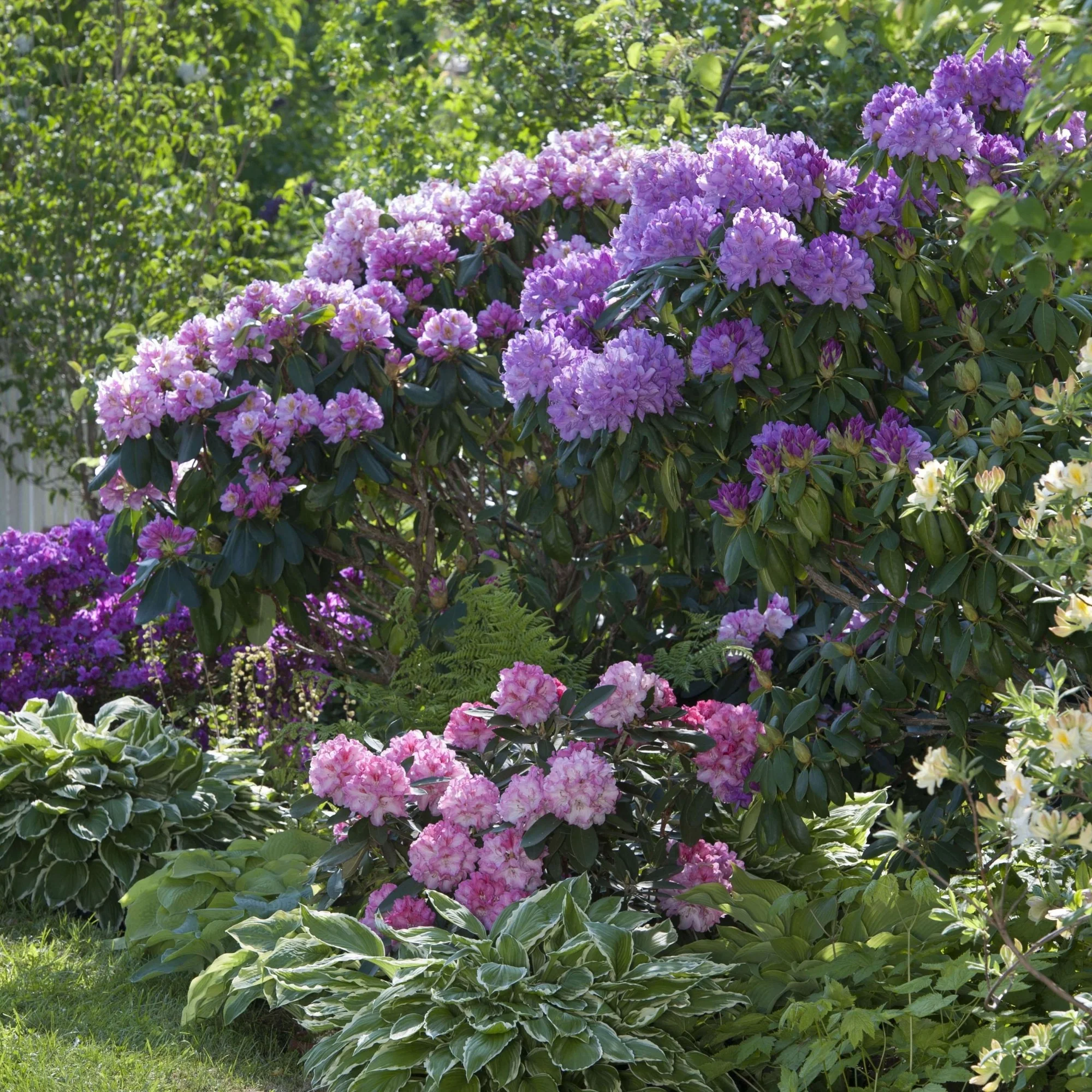 Rhododendronbeet "Pflegeleichte Blütenpracht im Schatten"