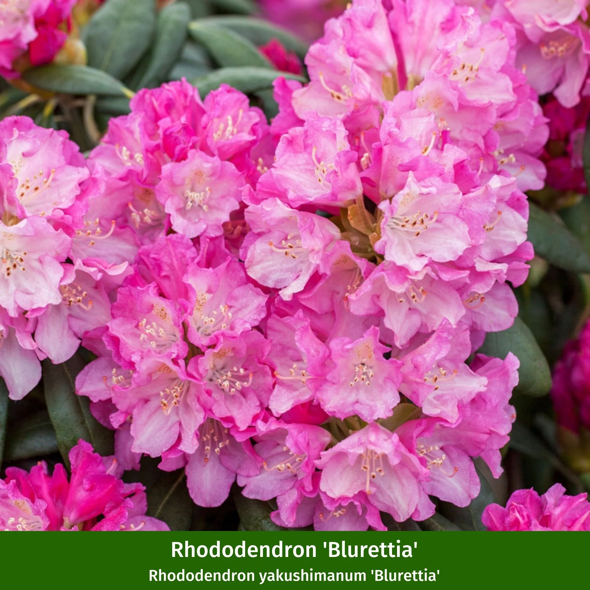 Rhododendronbeet "Pflegeleichte Blütenpracht im Schatten" - Image 6