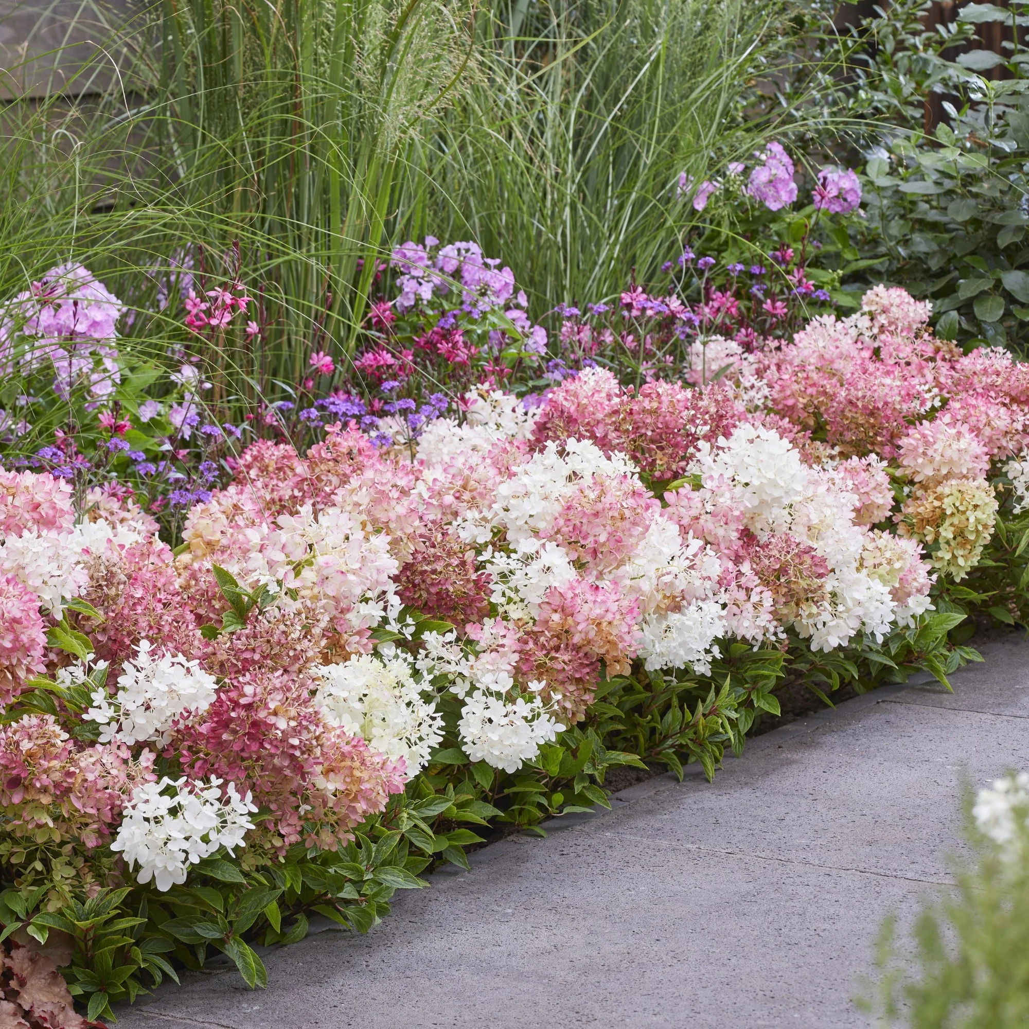 Rispenhortensie 'Groundbreaker®' Blush™ - Image 2
