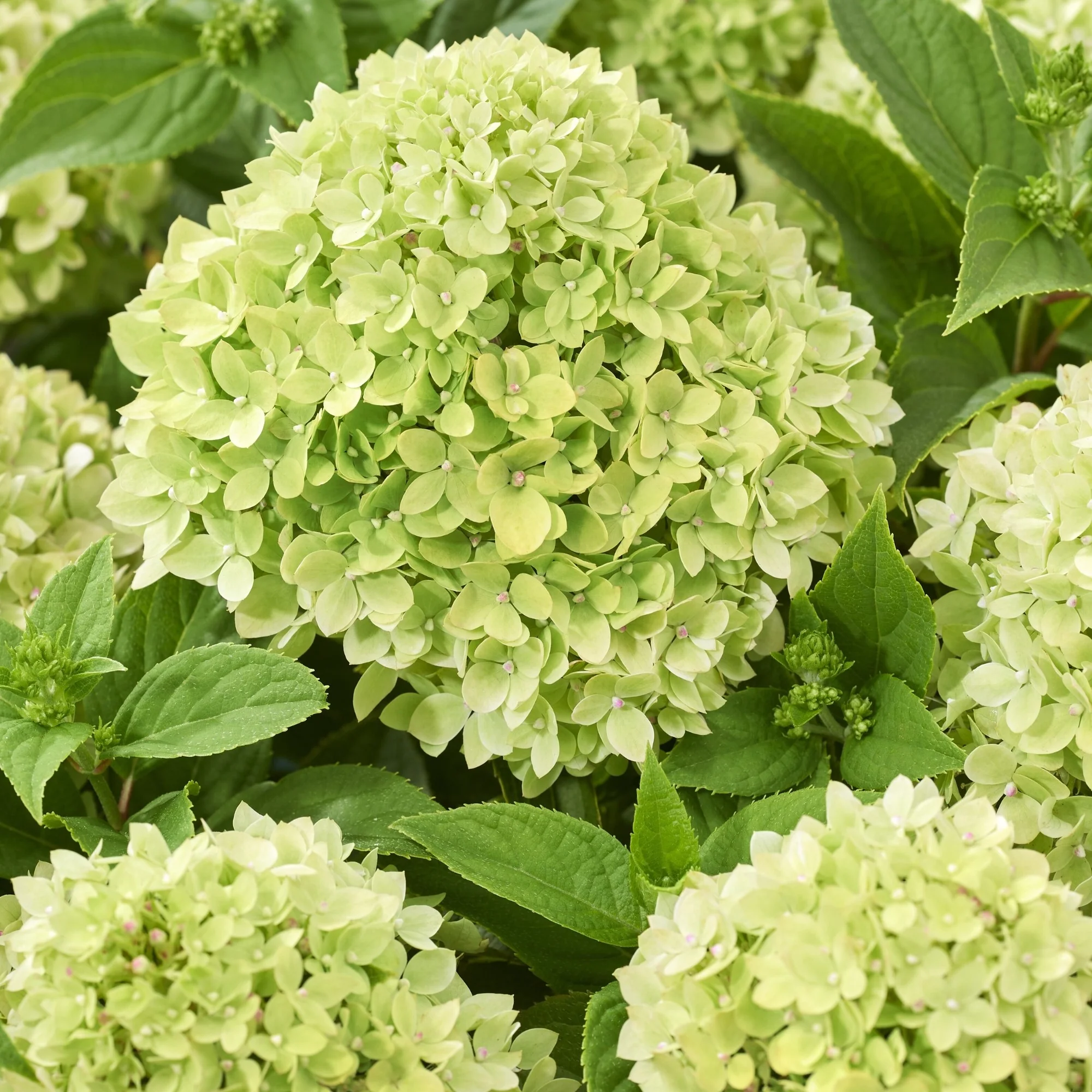 Rispenhortensie 'Groundbreaker®' Greeny™ - Image 2