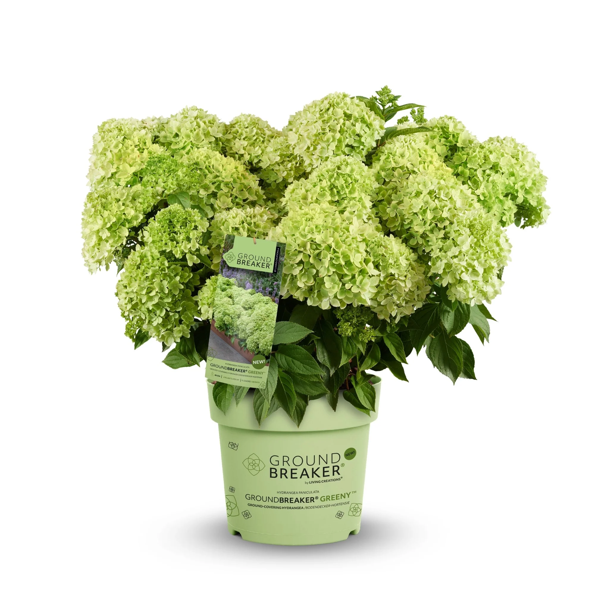 Rispenhortensie 'Groundbreaker®' Greeny™ - Image 5