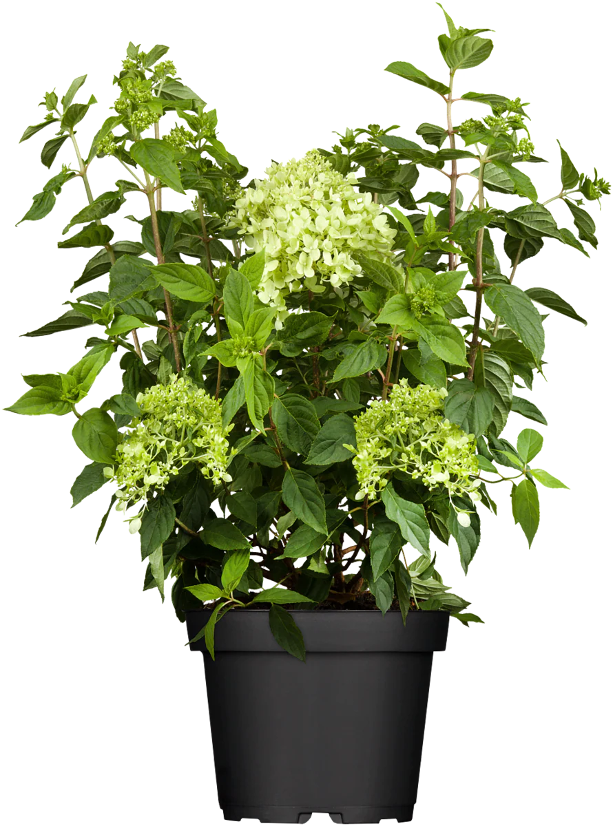 Rispenhortensie 'Little Lime®' - Image 3