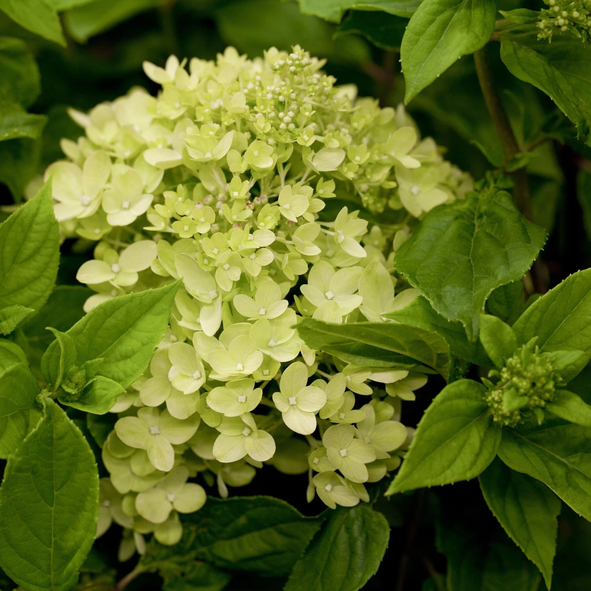 Rispenhortensie 'Little Lime®' - Image 4