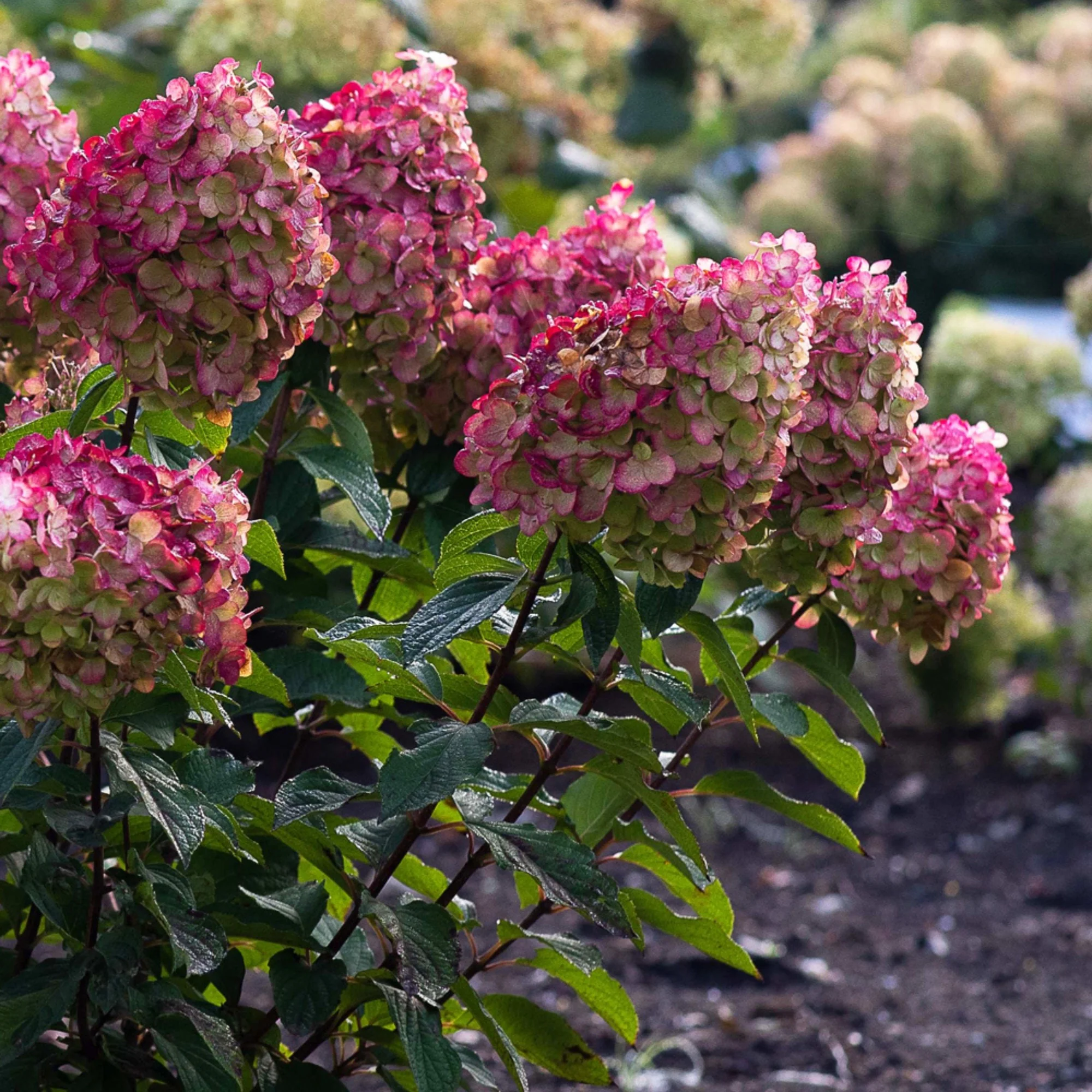 Rispenhortensie 'Living Colourful Cocktail®' - Image 6