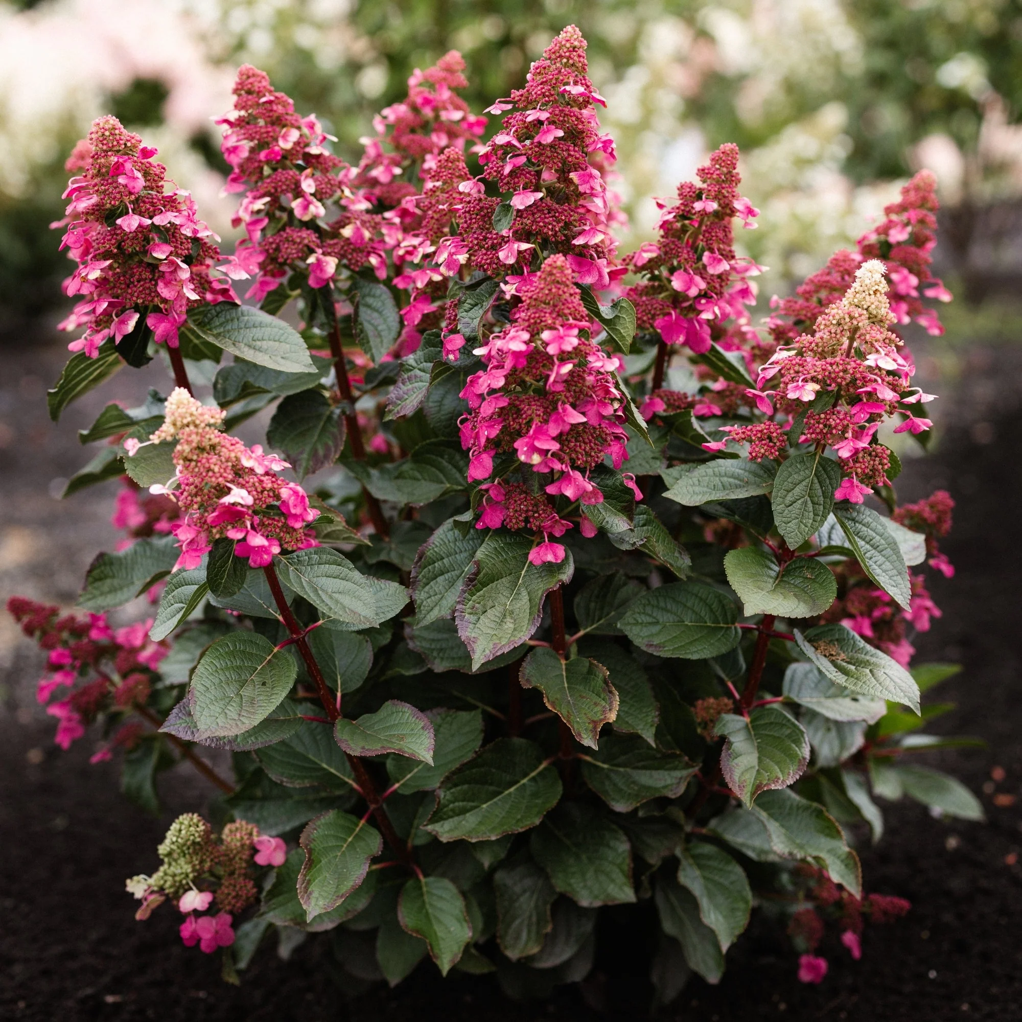 Rispenhortensie 'Living Infinity®'