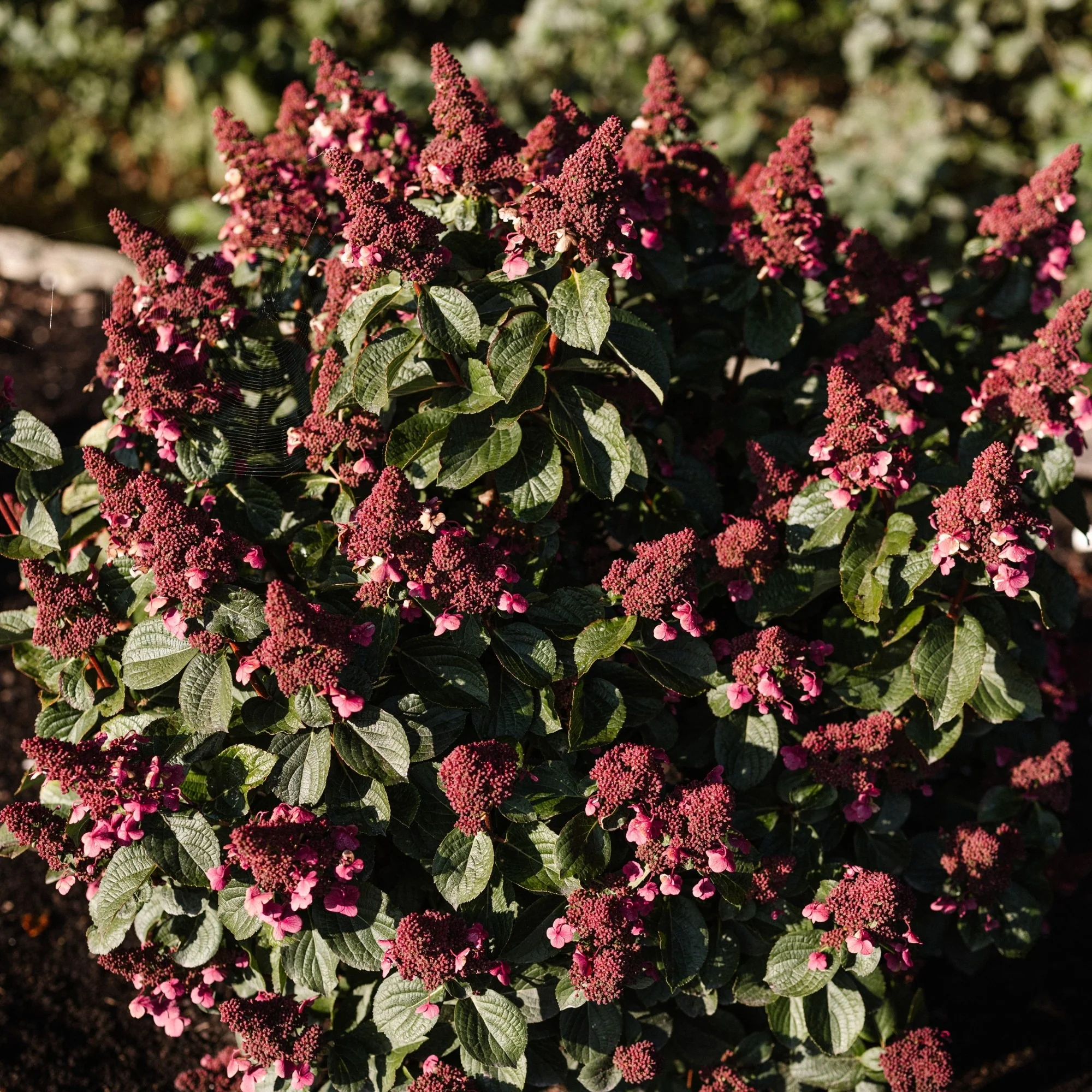 Rispenhortensie 'Living Infinity®' - Image 6