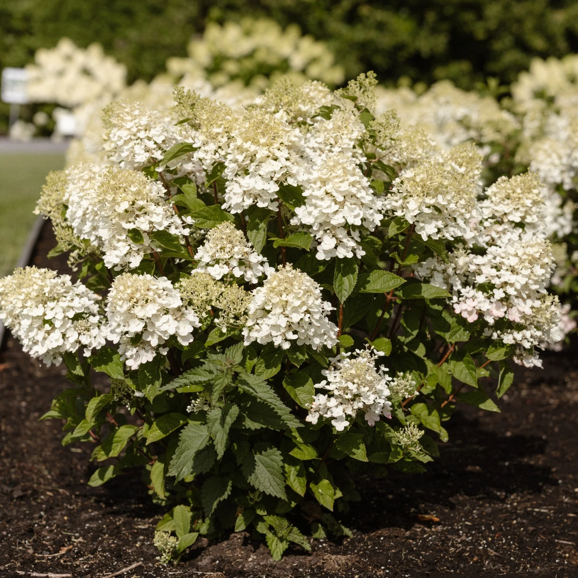 Rispenhortensie 'Living Little Rosy®' - Image 3