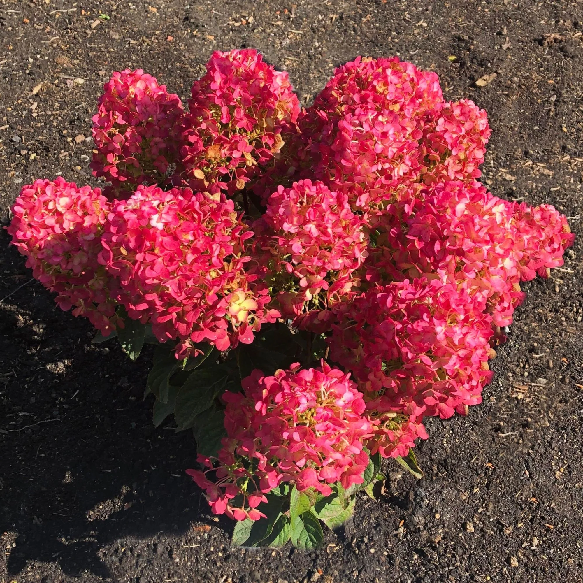 Rispenhortensie 'Living Little Rosy®' - Image 4
