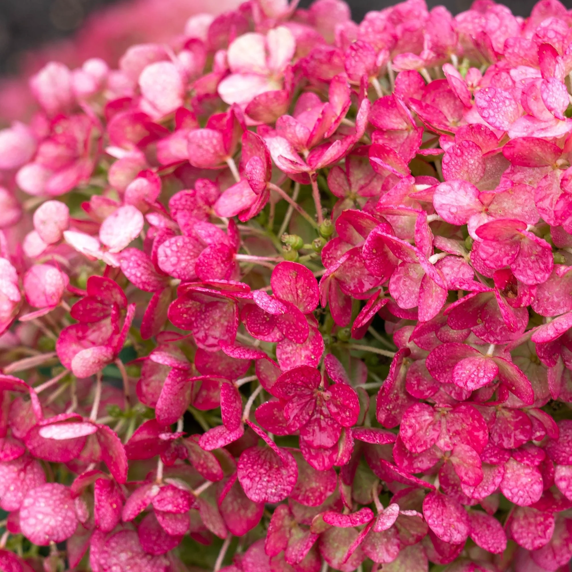 Rispenhortensie 'Living Little Rosy®' - Image 5