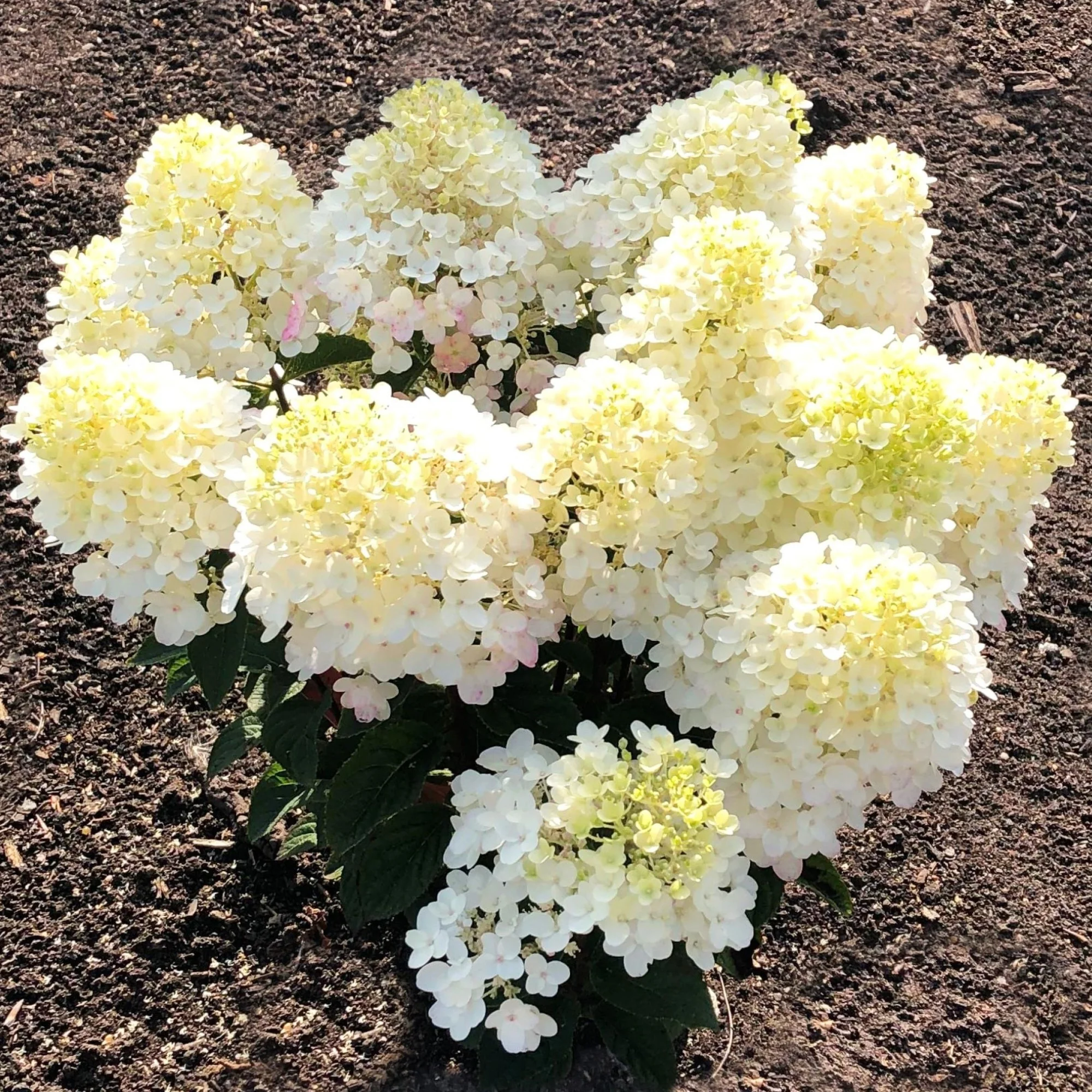 Rispenhortensie 'Living Little Rosy®' - Image 6