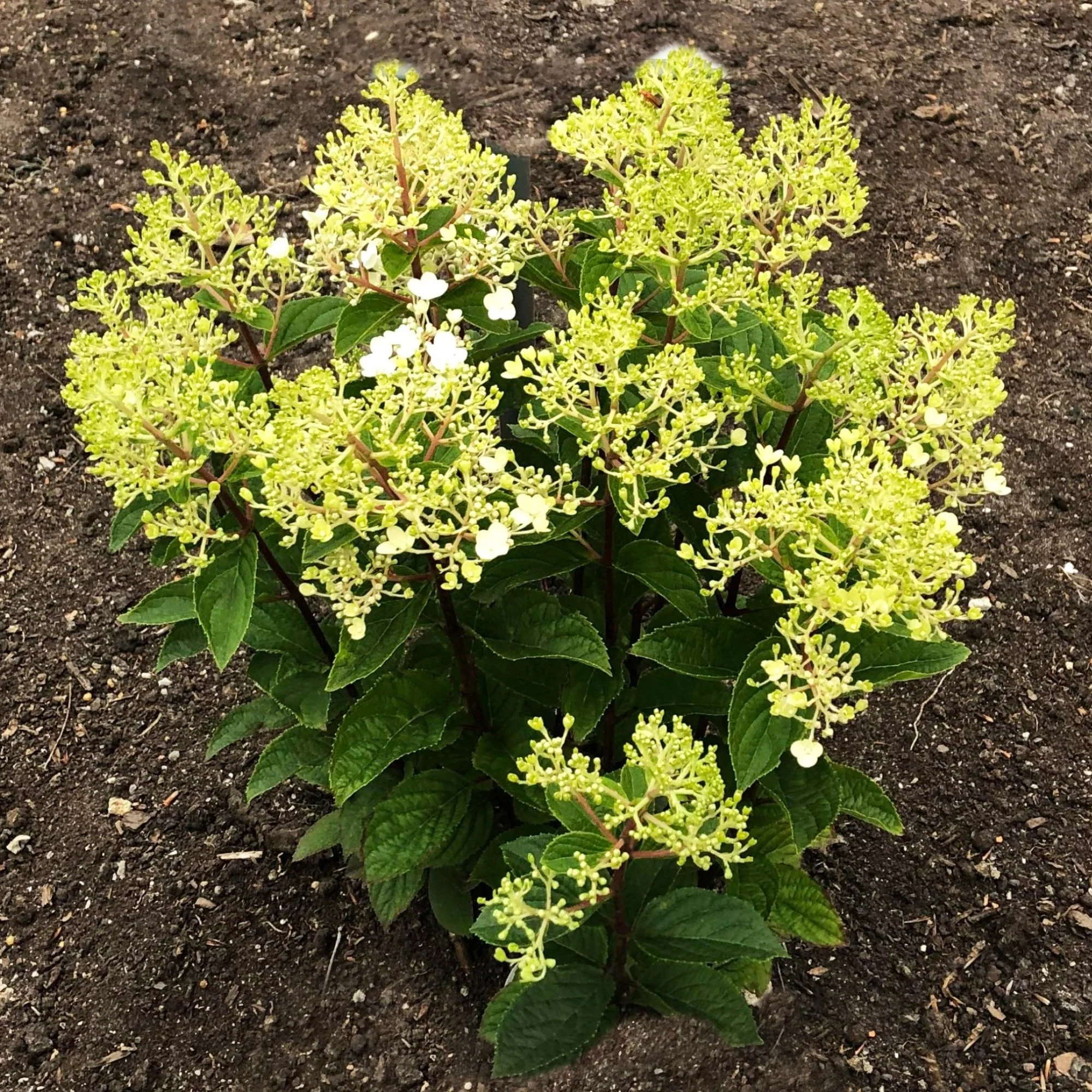 Rispenhortensie 'Living Little Rosy®' - Image 7