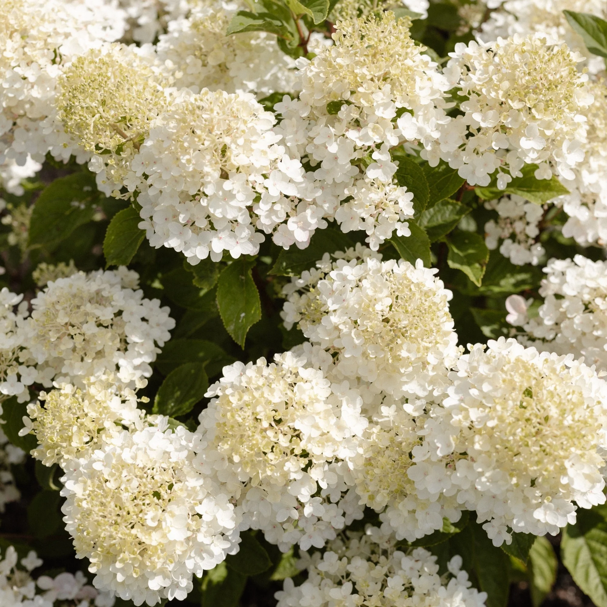 Rispenhortensie 'Living Little Rosy®' - Image 8