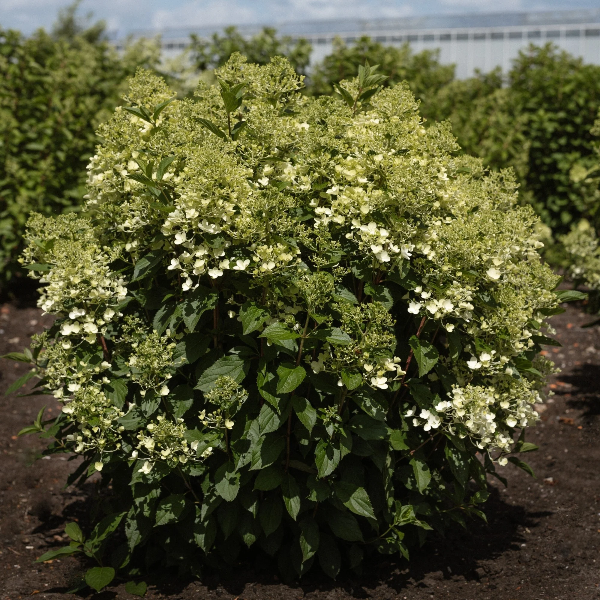 Rispenhortensie 'Living Milk & Honey®' - Image 3