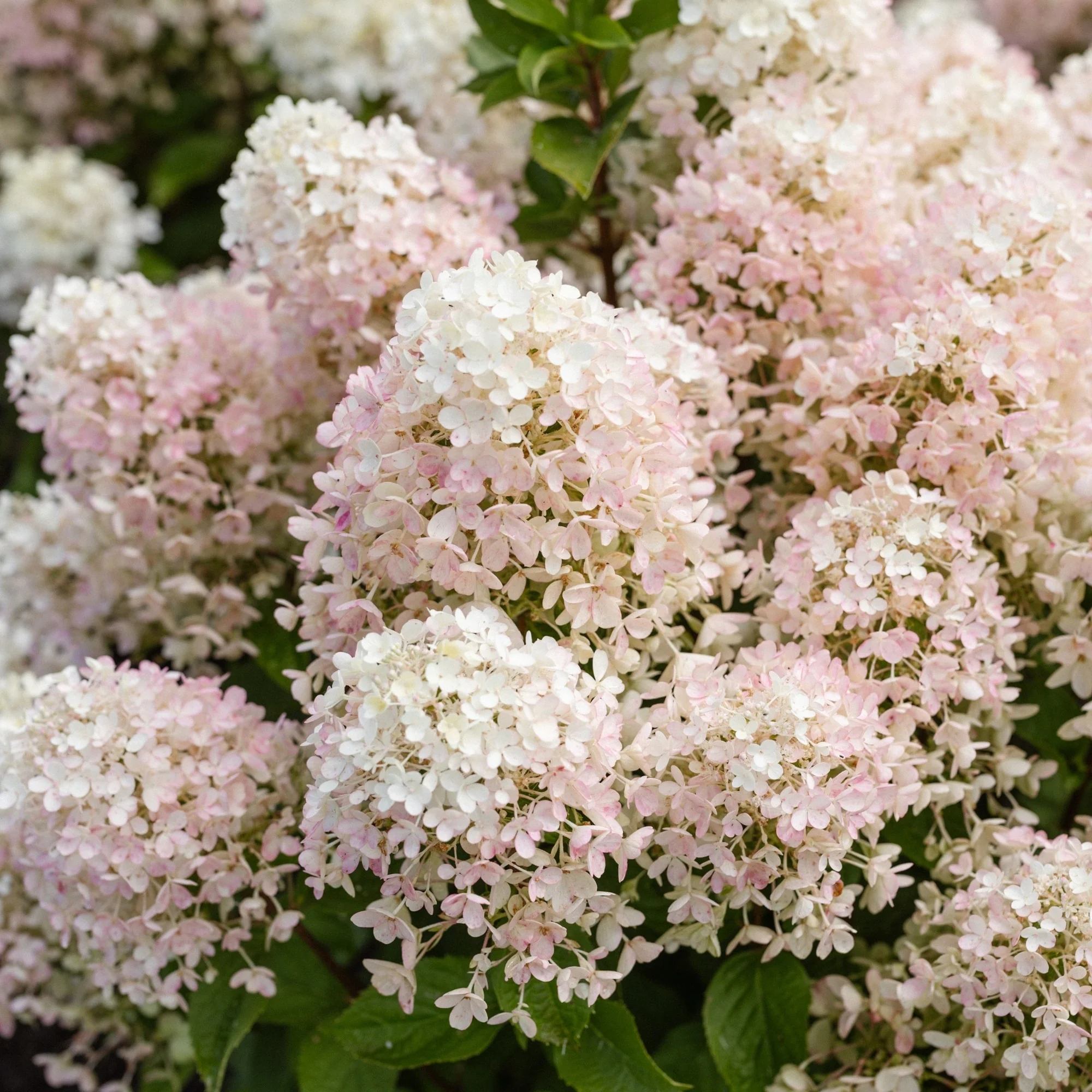 Rispenhortensie 'Living Milk & Honey®' - Image 4