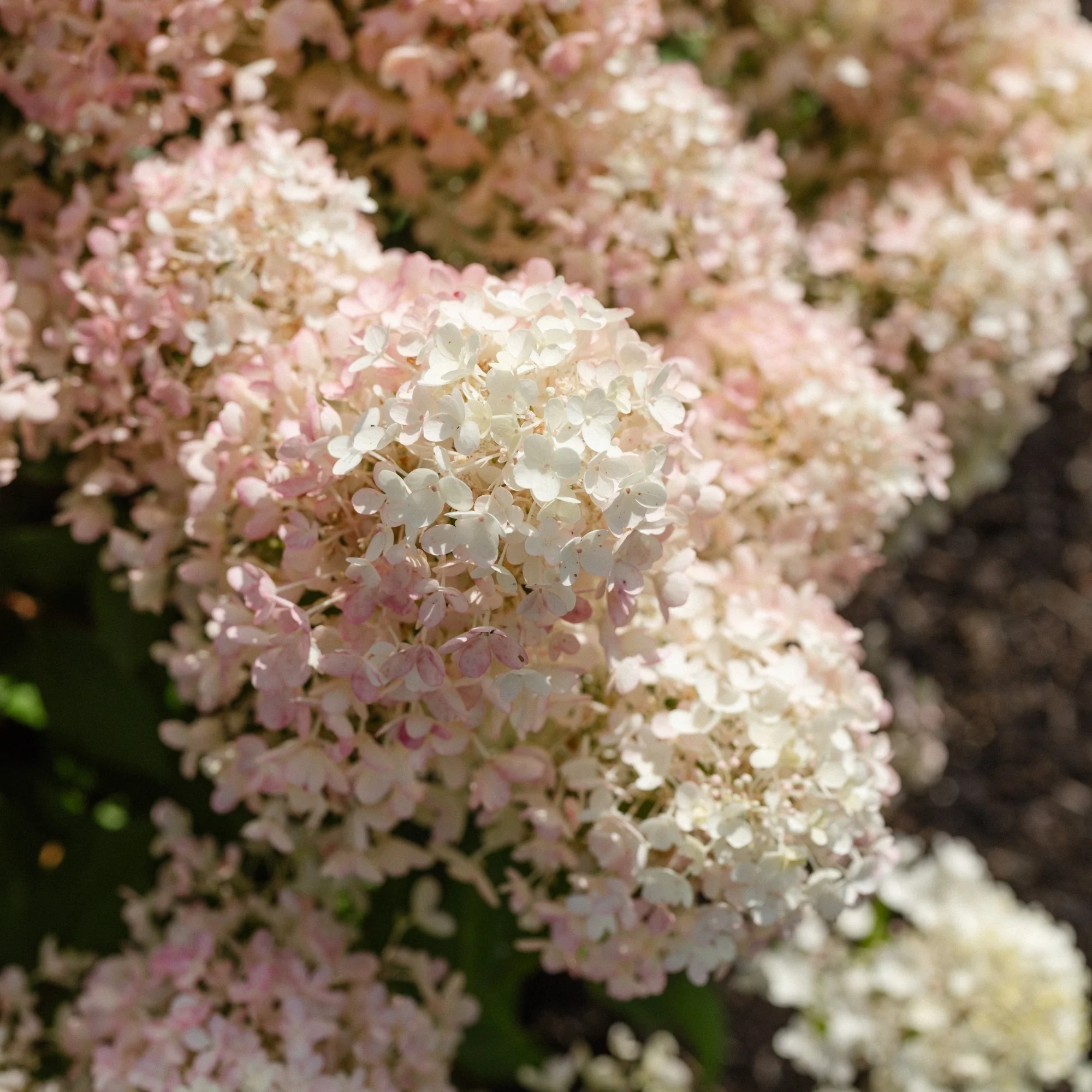 Rispenhortensie 'Living Milk & Honey®' - Image 6