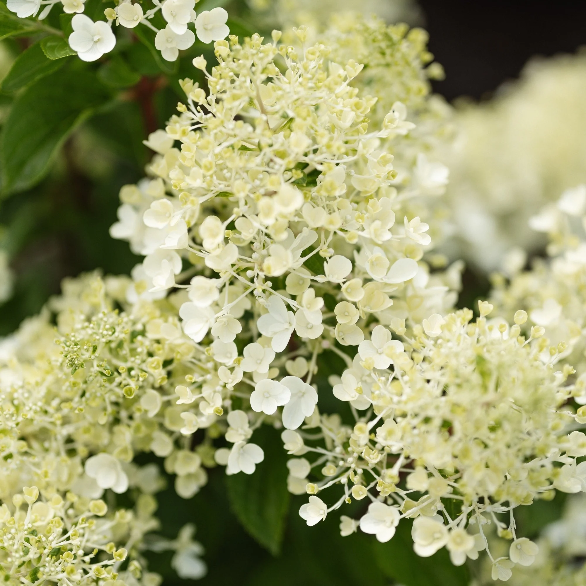 Rispenhortensie 'Living Milk & Honey®' - Image 7