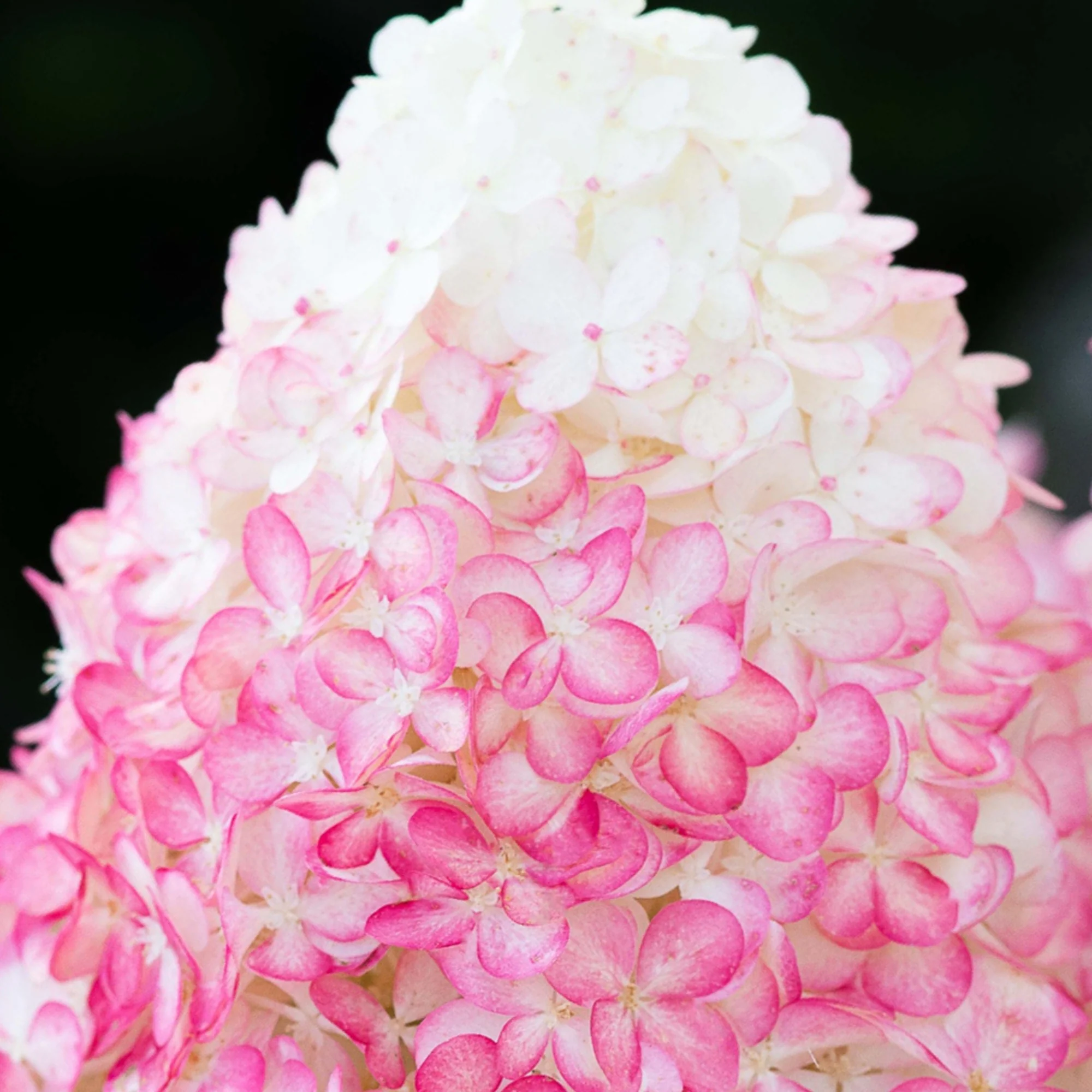 Rispenhortensie 'Living Pink & Rose®'