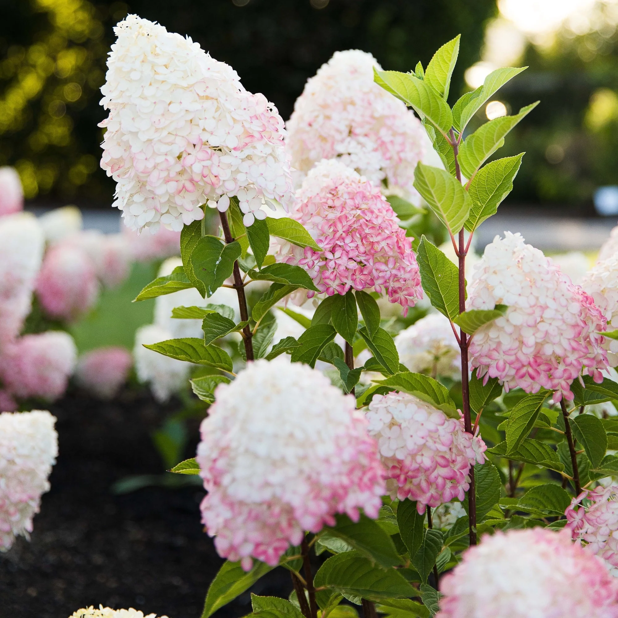 Rispenhortensie 'Living Pink & Rose®' - Image 3