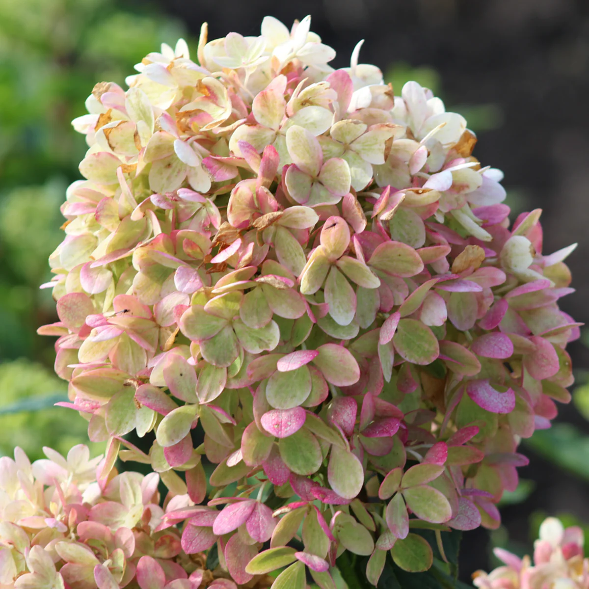 Rispenhortensie 'Pinklight®' - Image 3