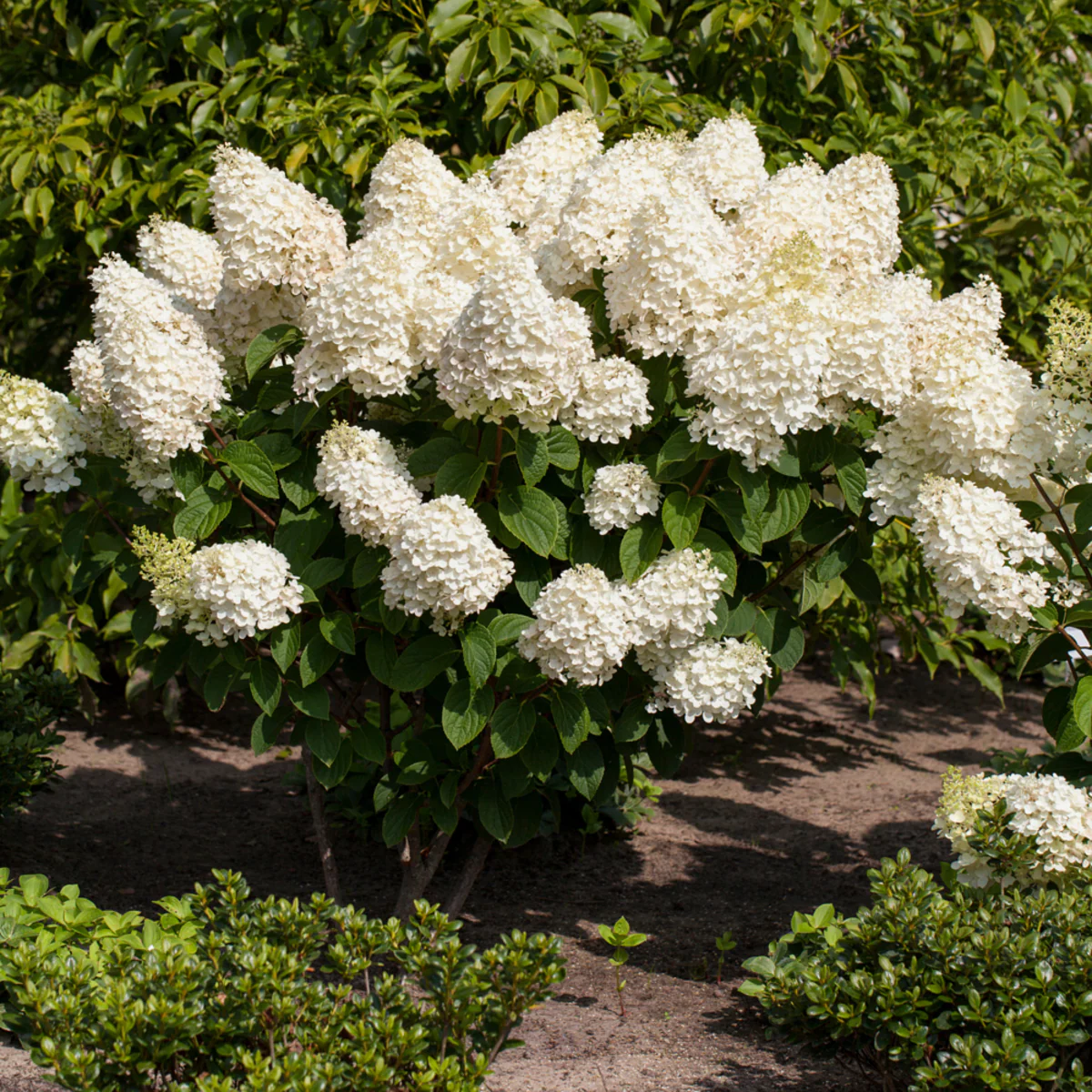 Rispenhortensie 'Silver Dollar' - Image 3