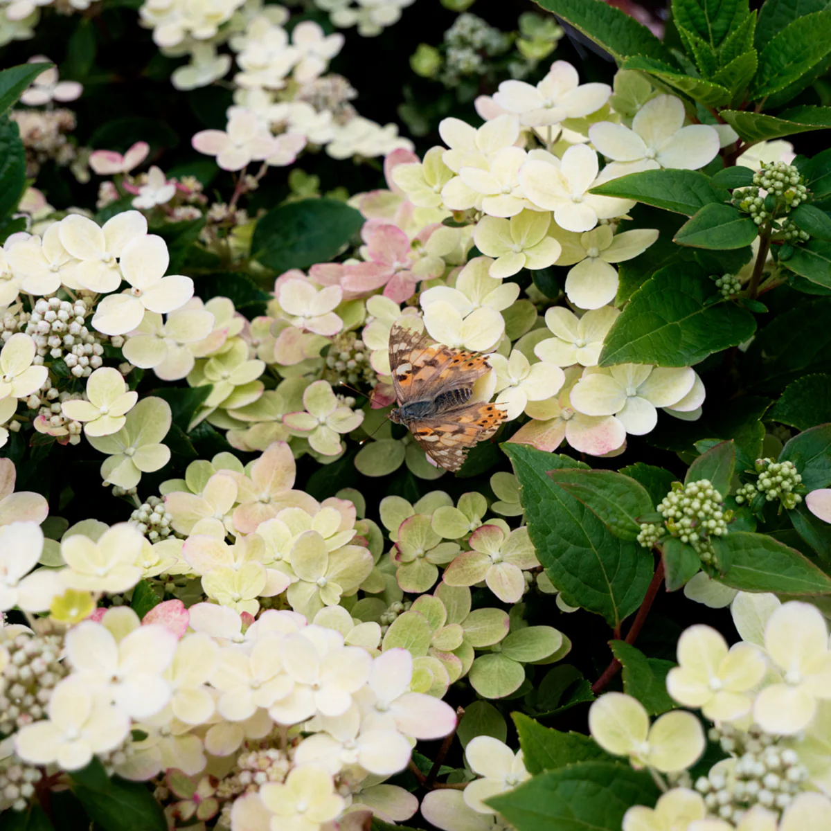 Rispenhortensie 'Switch® Ophelia' - Image 3