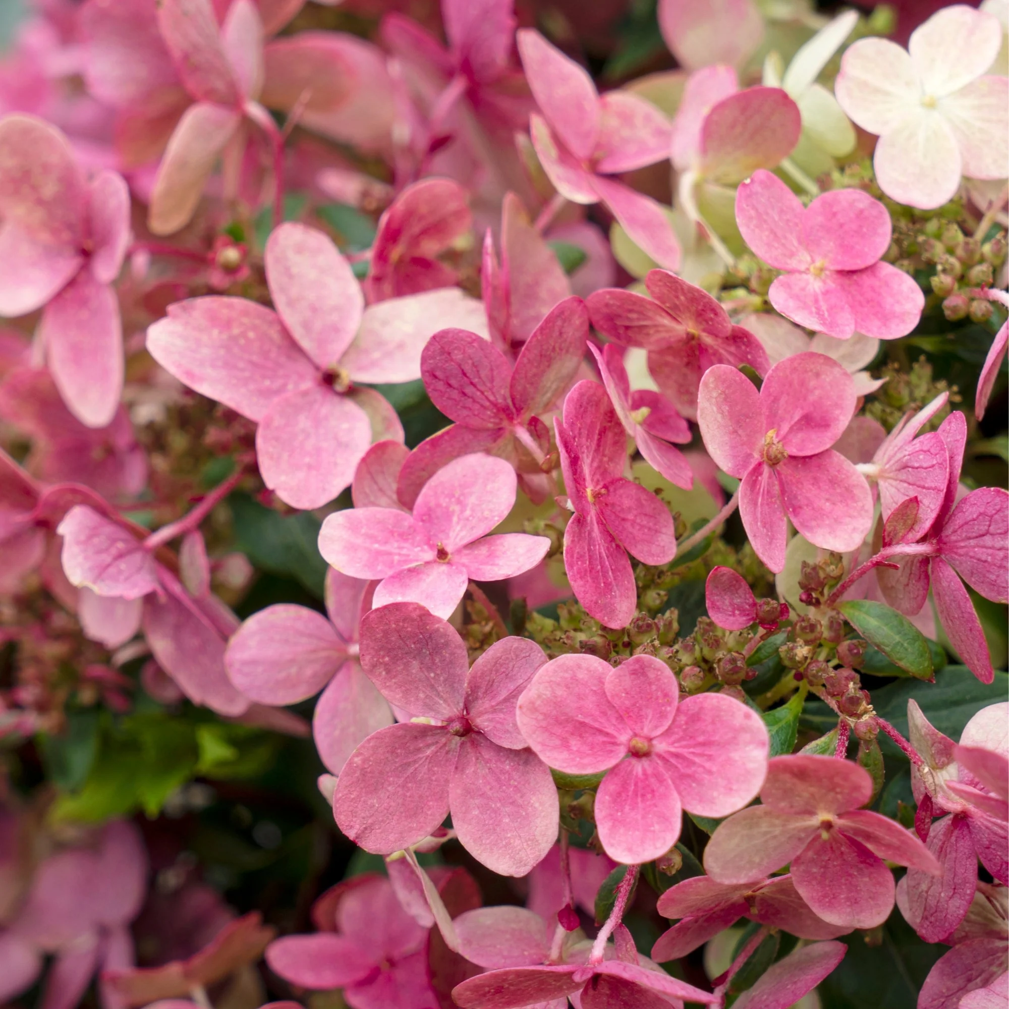 Rispenhortensie 'Switch® Ophelia' - Image 5