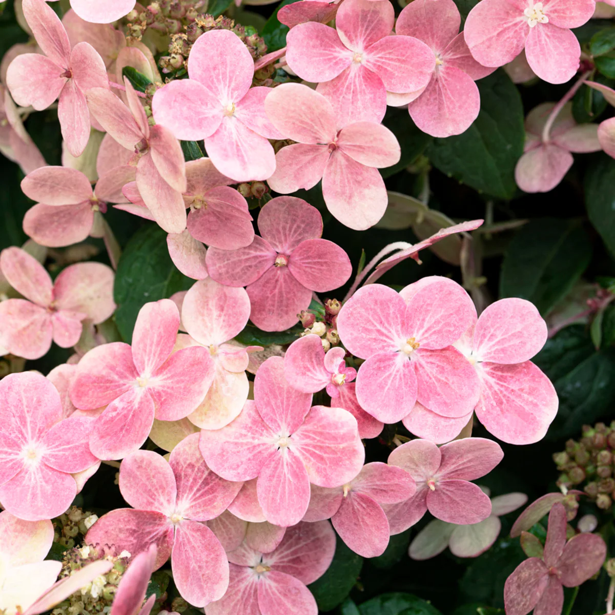 Rispenhortensie 'Switch® Ophelia' - Image 6