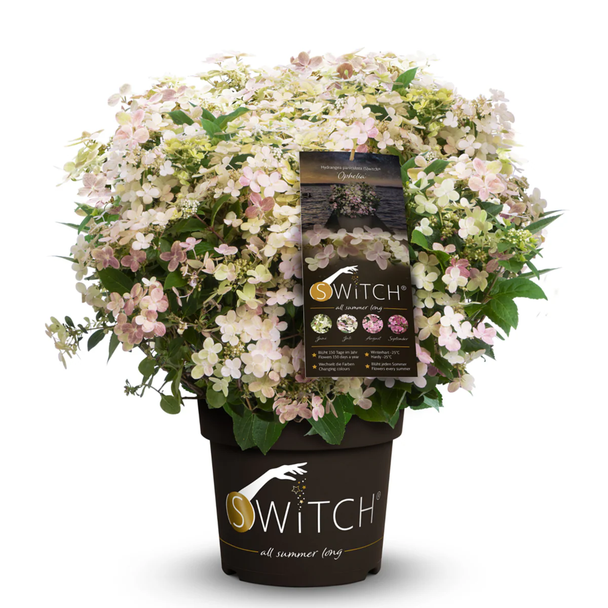 Rispenhortensie 'Switch® Ophelia' - Image 7